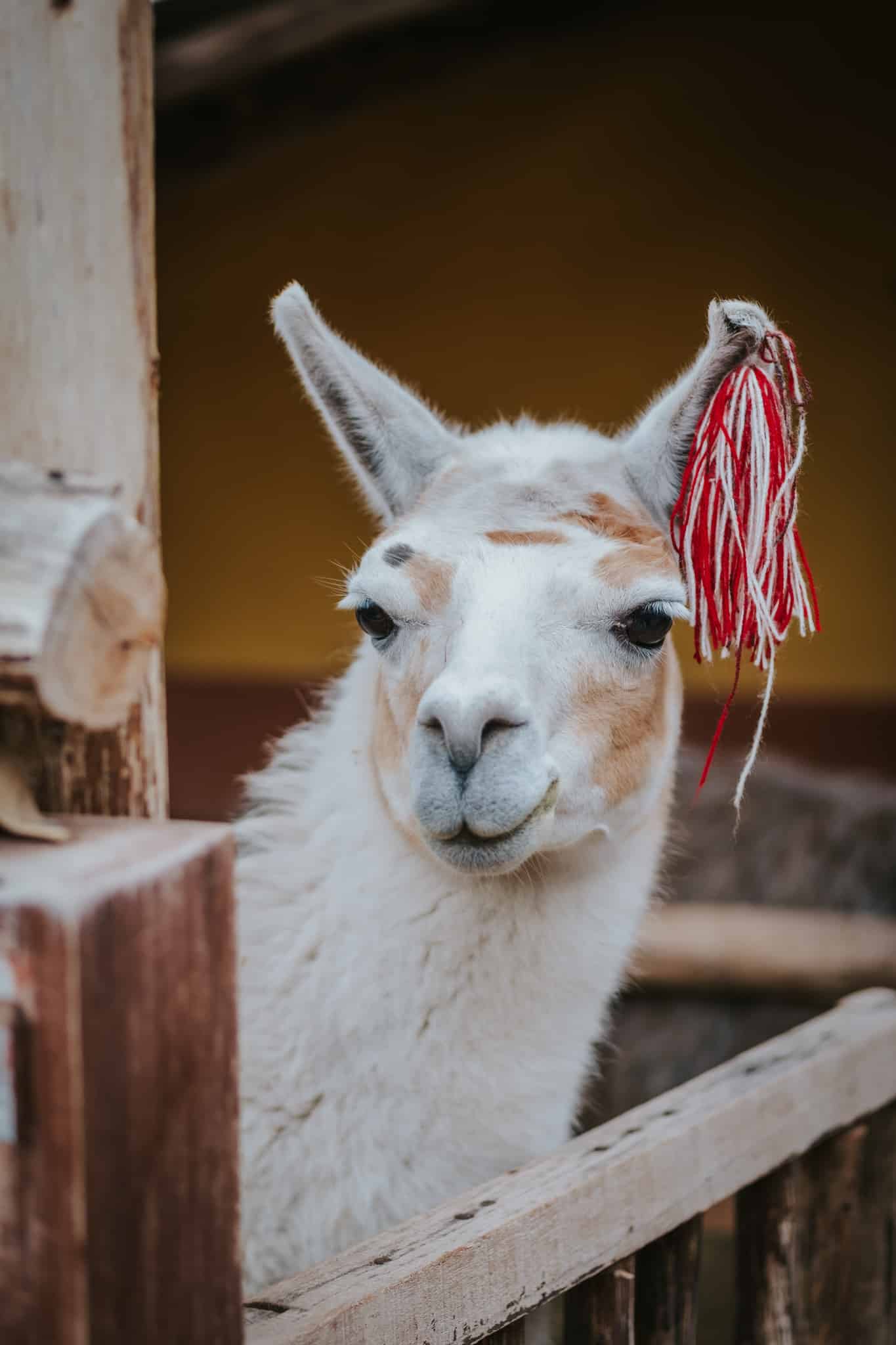 lama vallee sacree perou