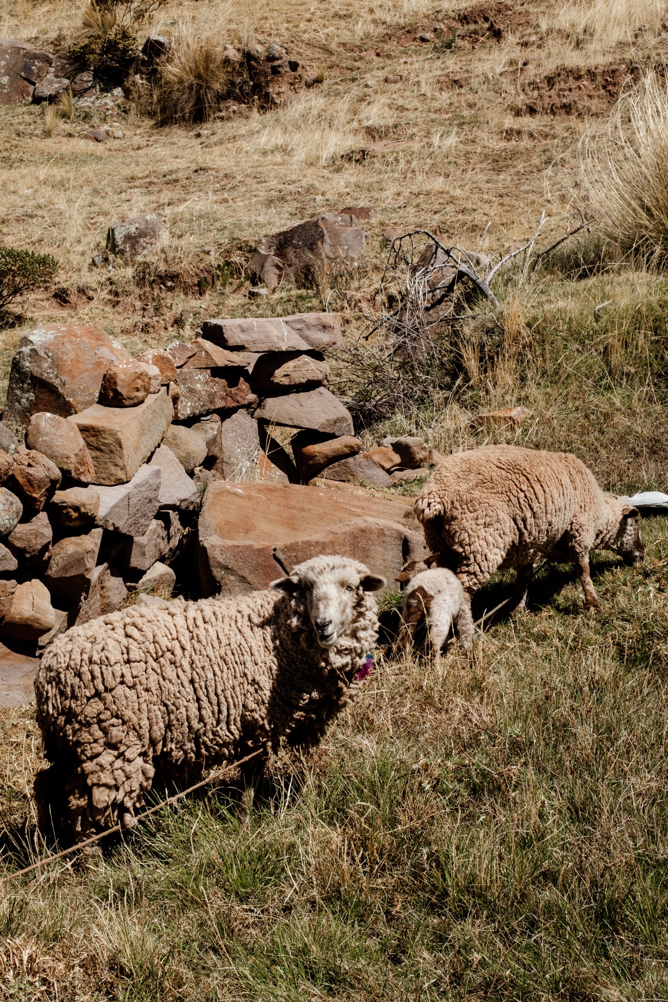 mouton taquile perou