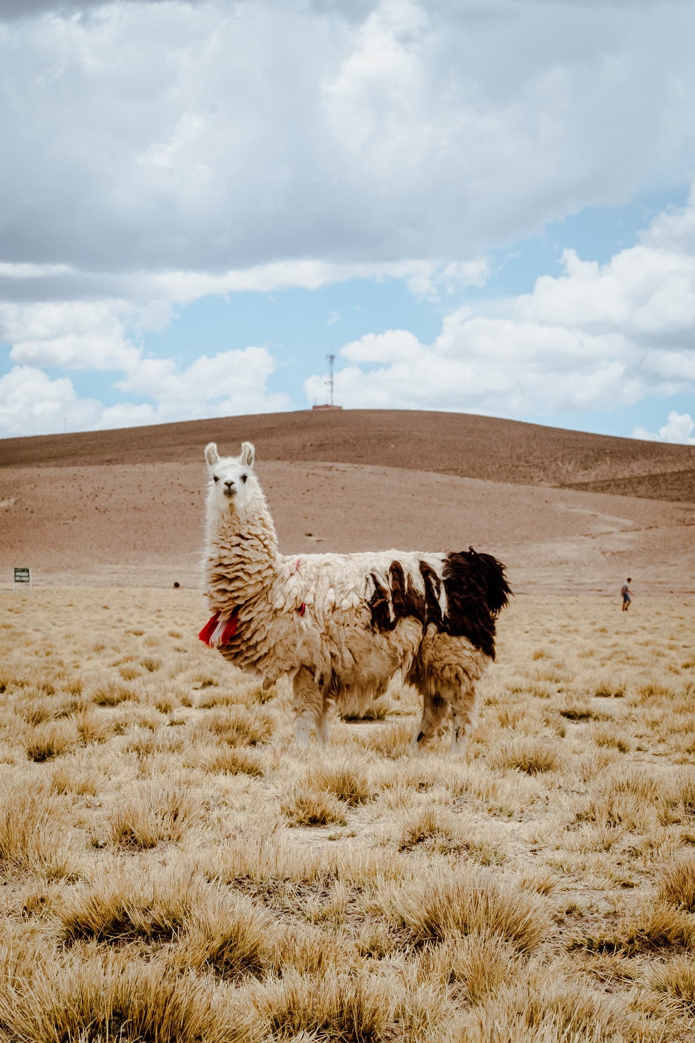 visiter parc sud lipez salar uyuni
