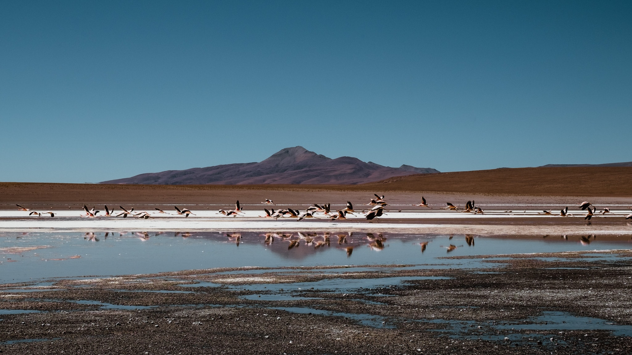 admirer flamands rose sud lipez