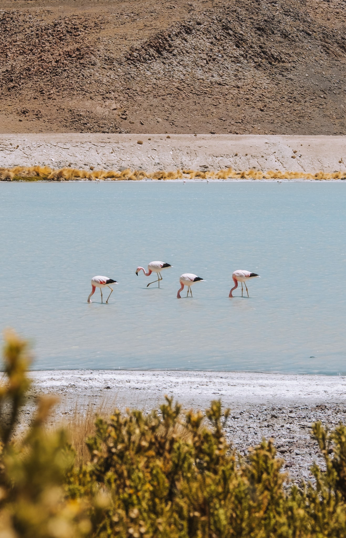 flamands roses uyuni