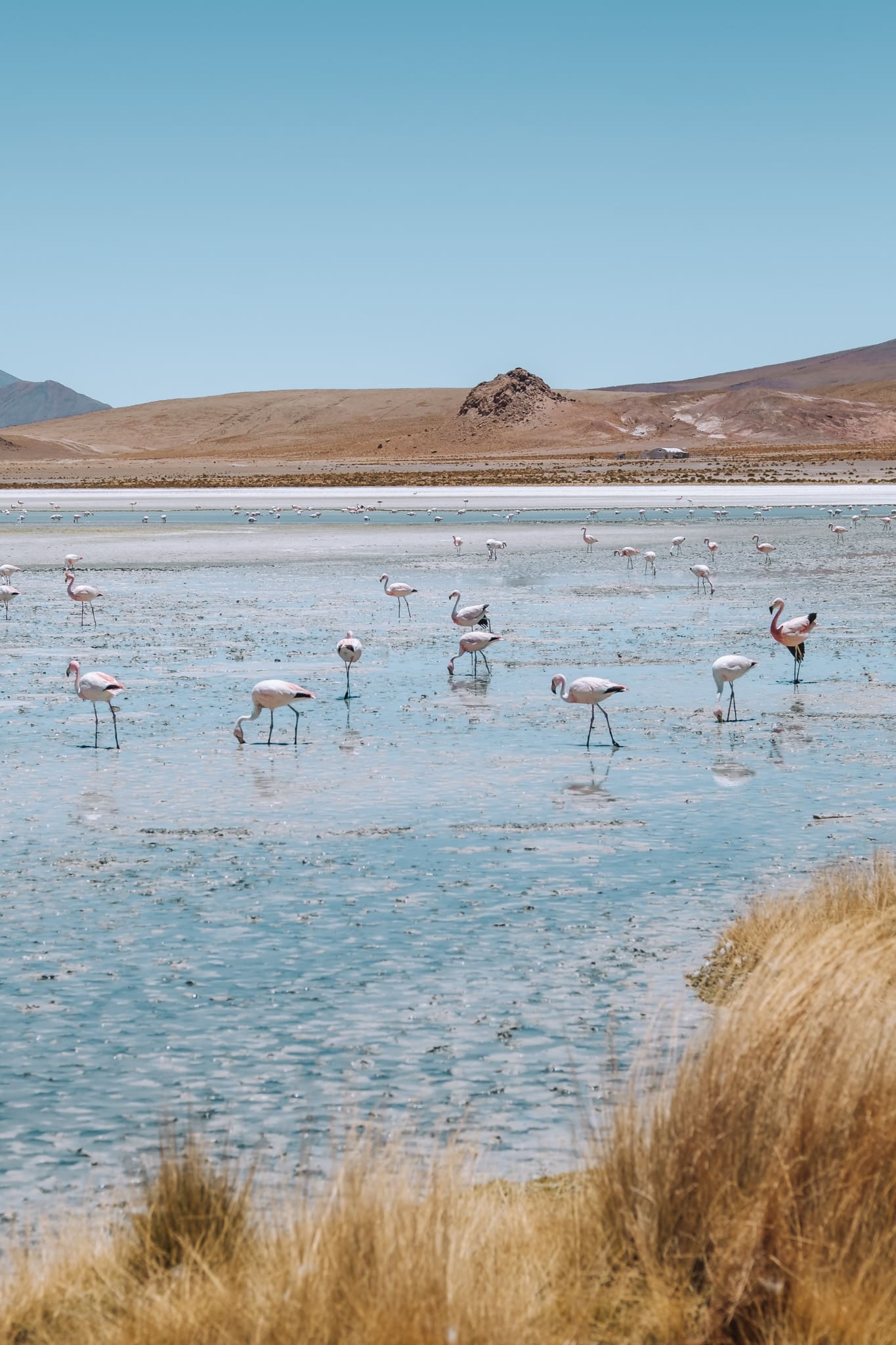 laguna honda sud lipez bolivie