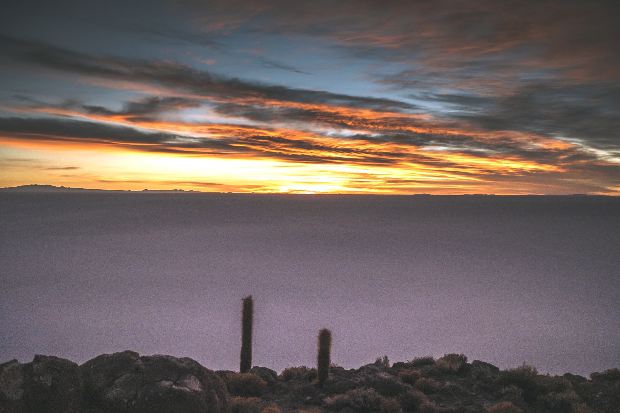 ile cactus visiter salar uyuni