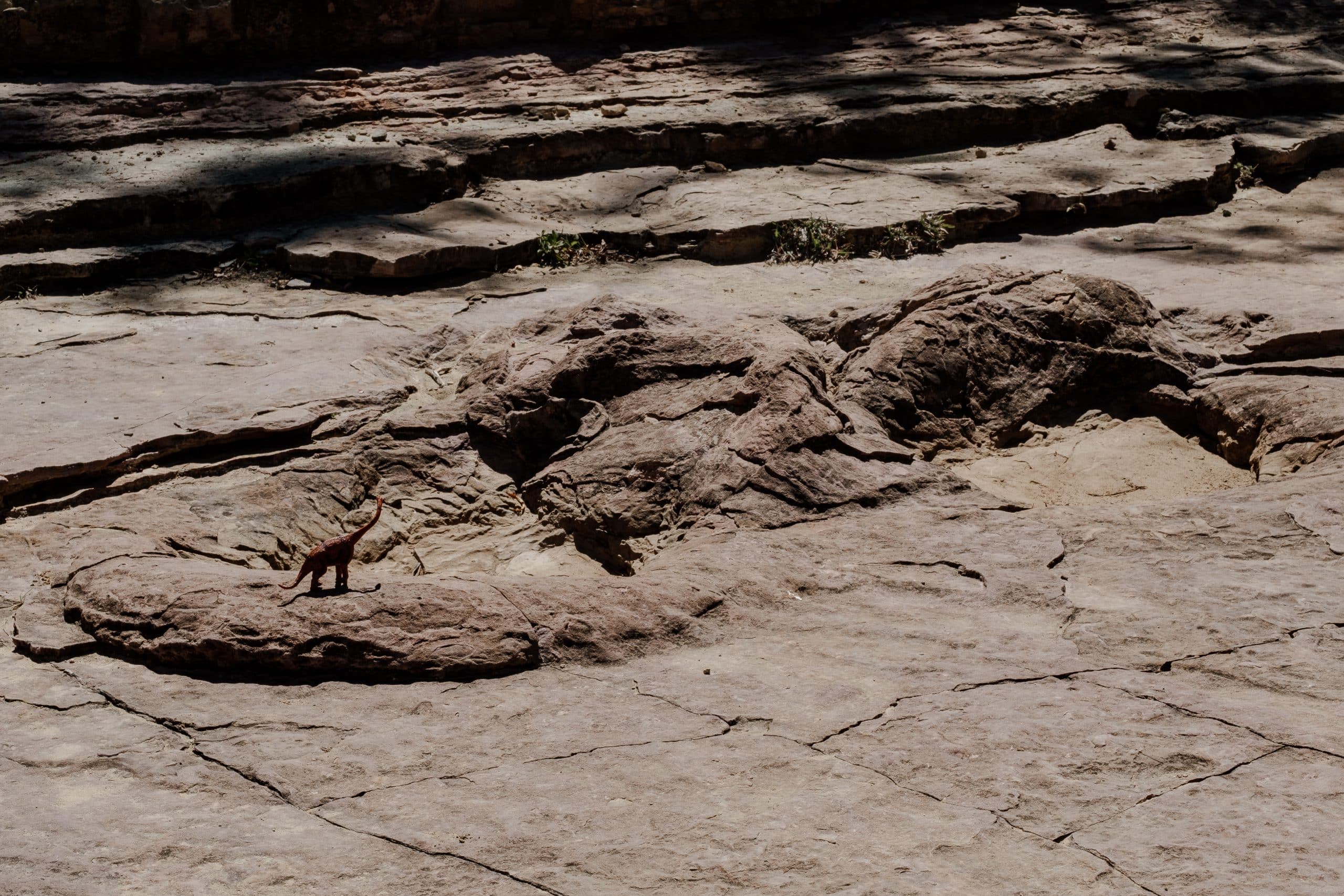 displodocus toro toro