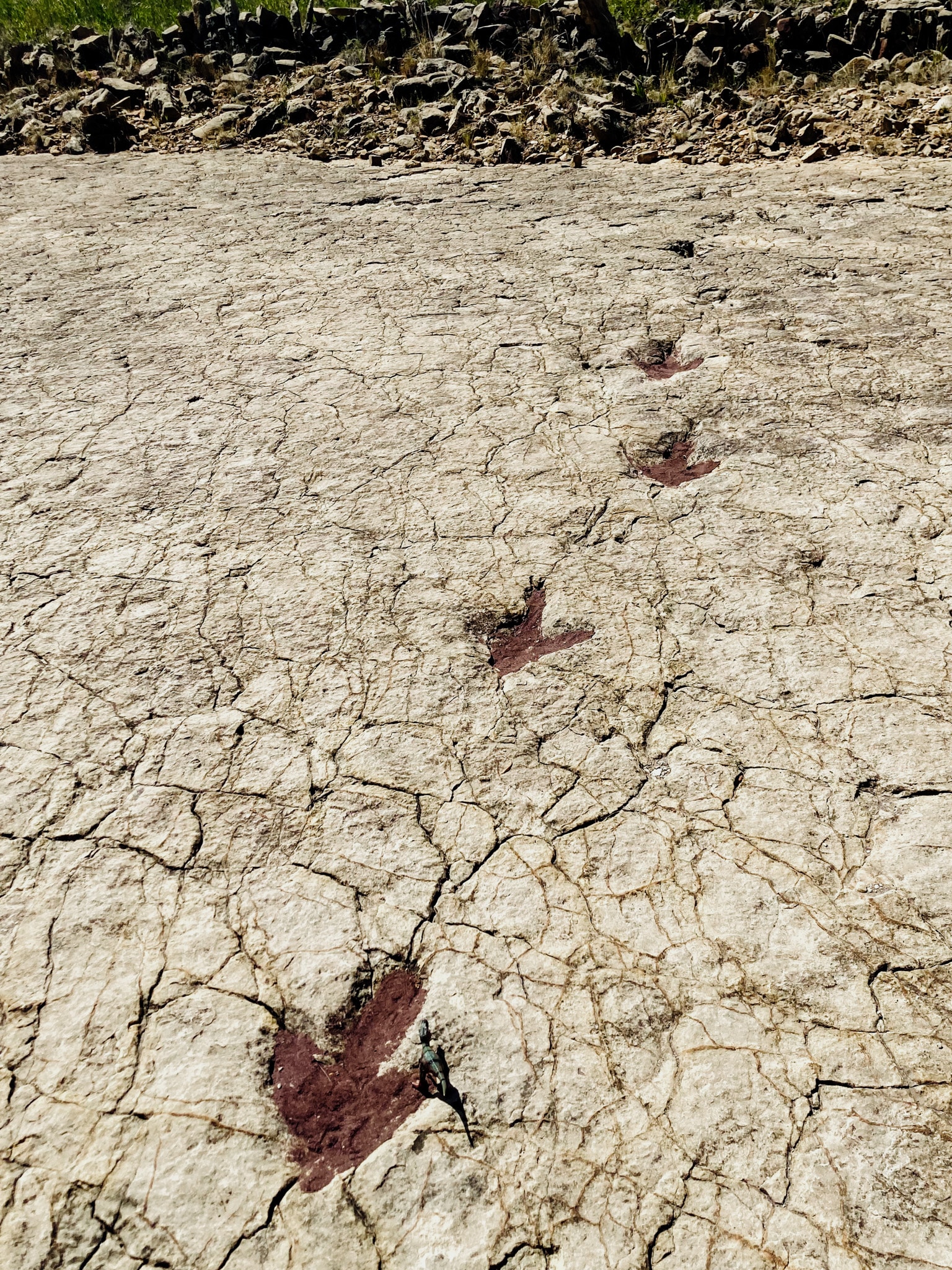 traces dinosaures toro toro