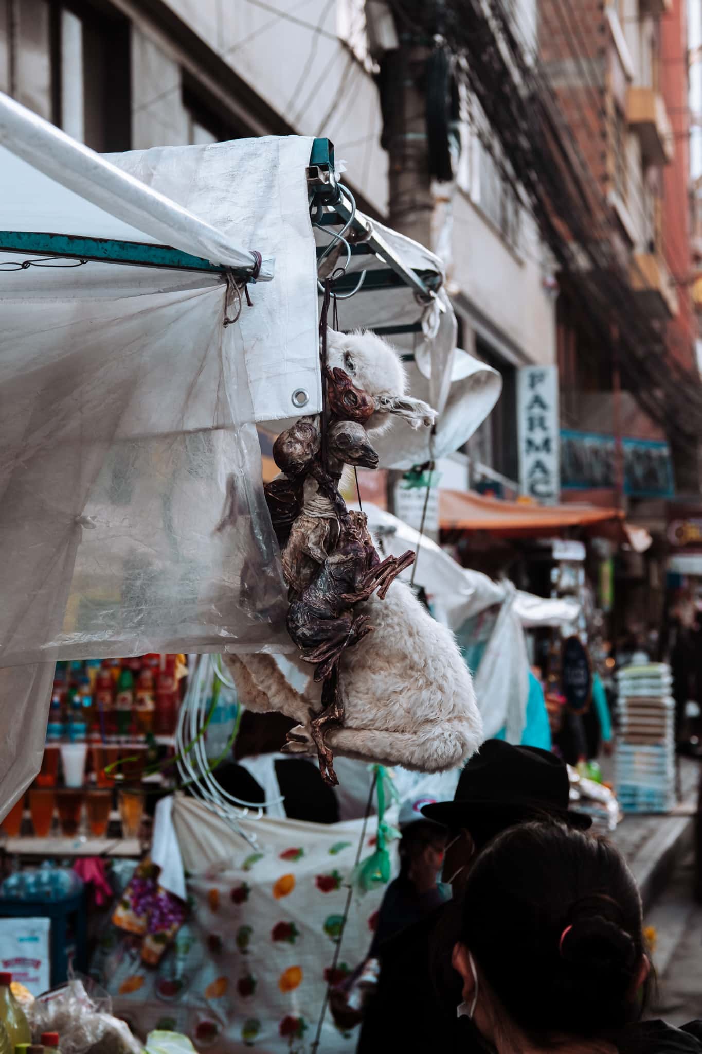 foetus lama la paz bolivie