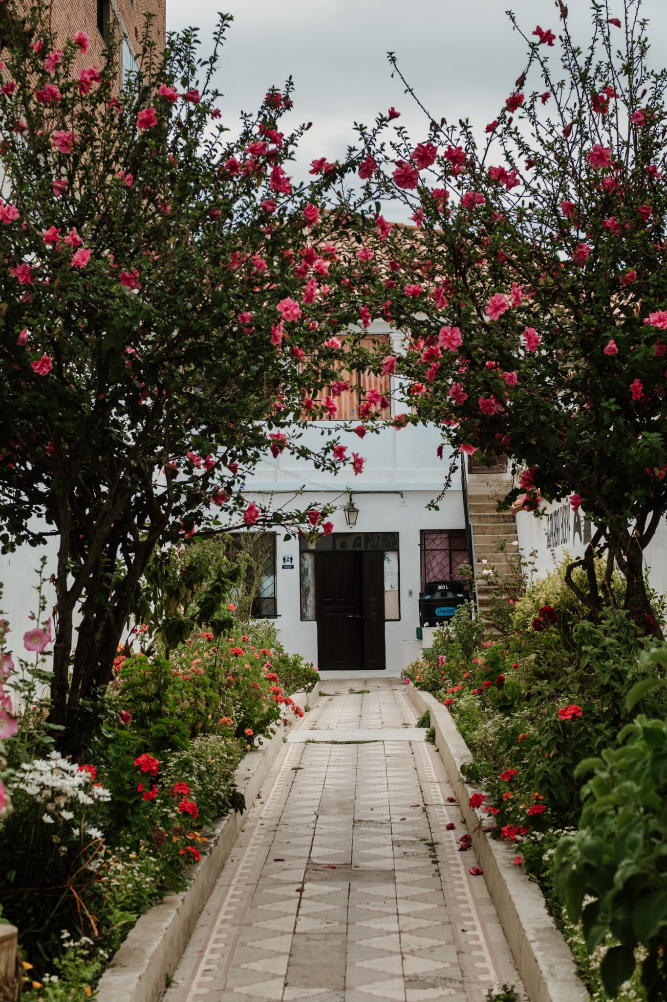 fleurs sucre bolivie