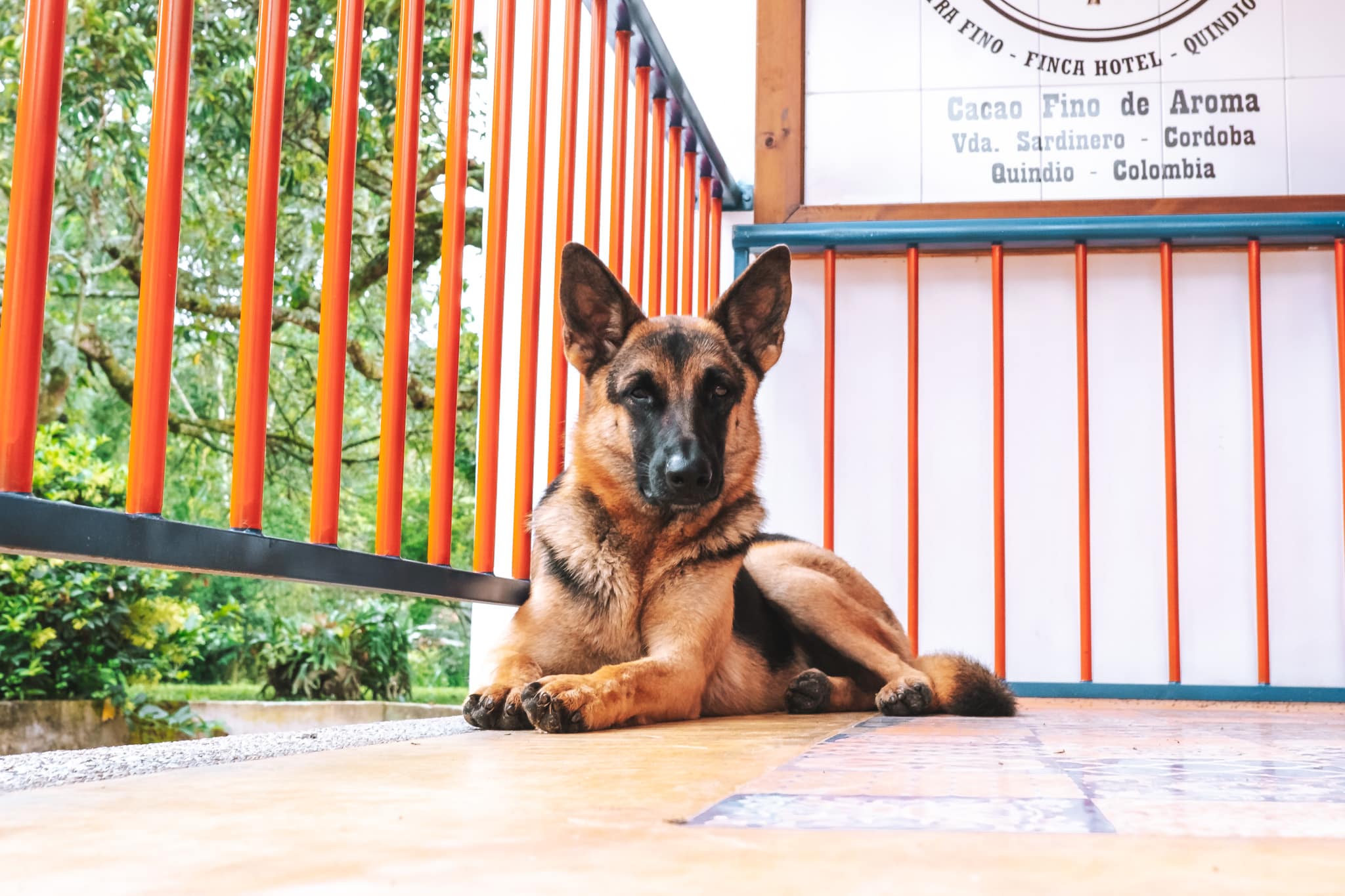 Nala, notre compagnon de visite !