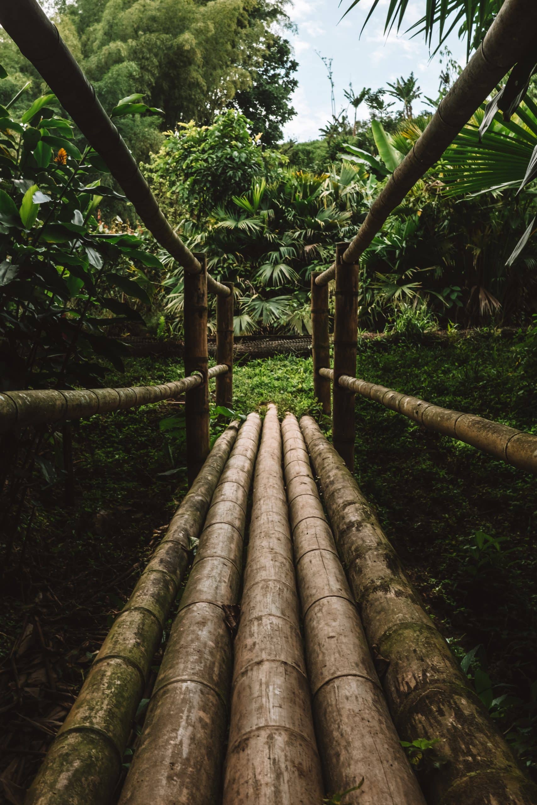 Passage pour la plantation de T. Mulhaupt, Quindo Colombie