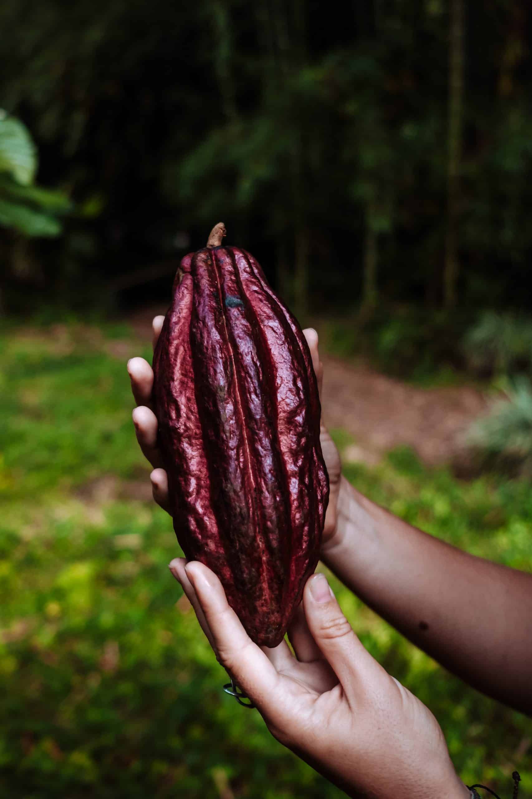 Elisa tient une cabosse de T. Mulhaupt, Quindo Colombie