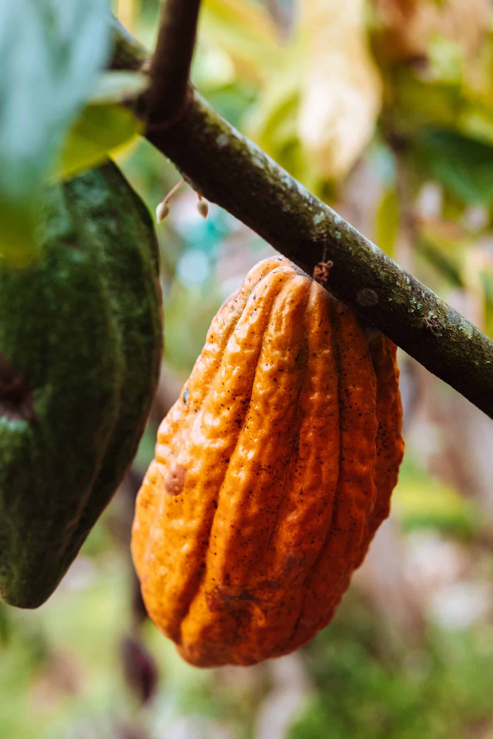 Cabosses vertes et jaunes, Quindo Colombie