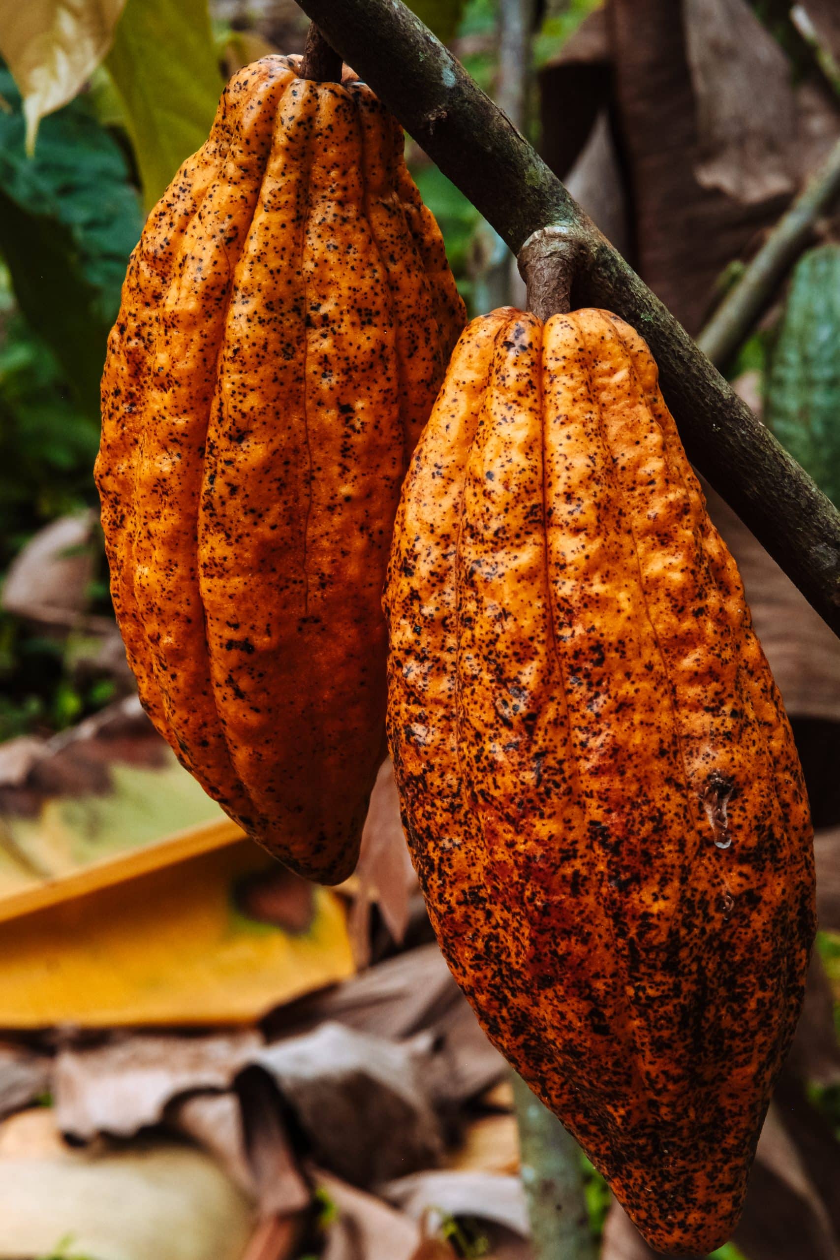 Cabosse orange, Quindo Colombie