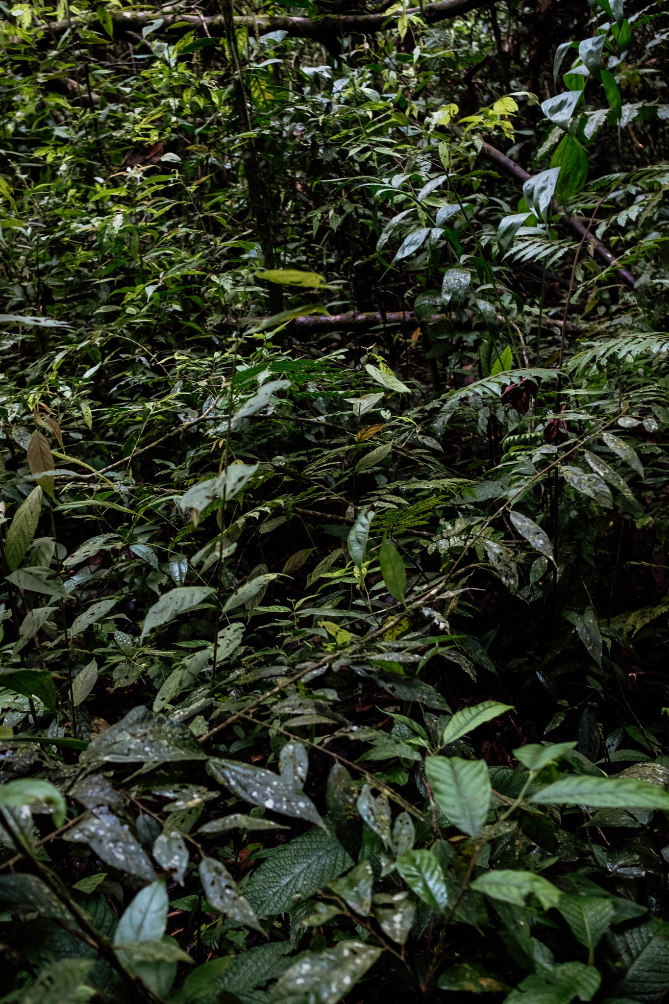 nature luxuriante colombie