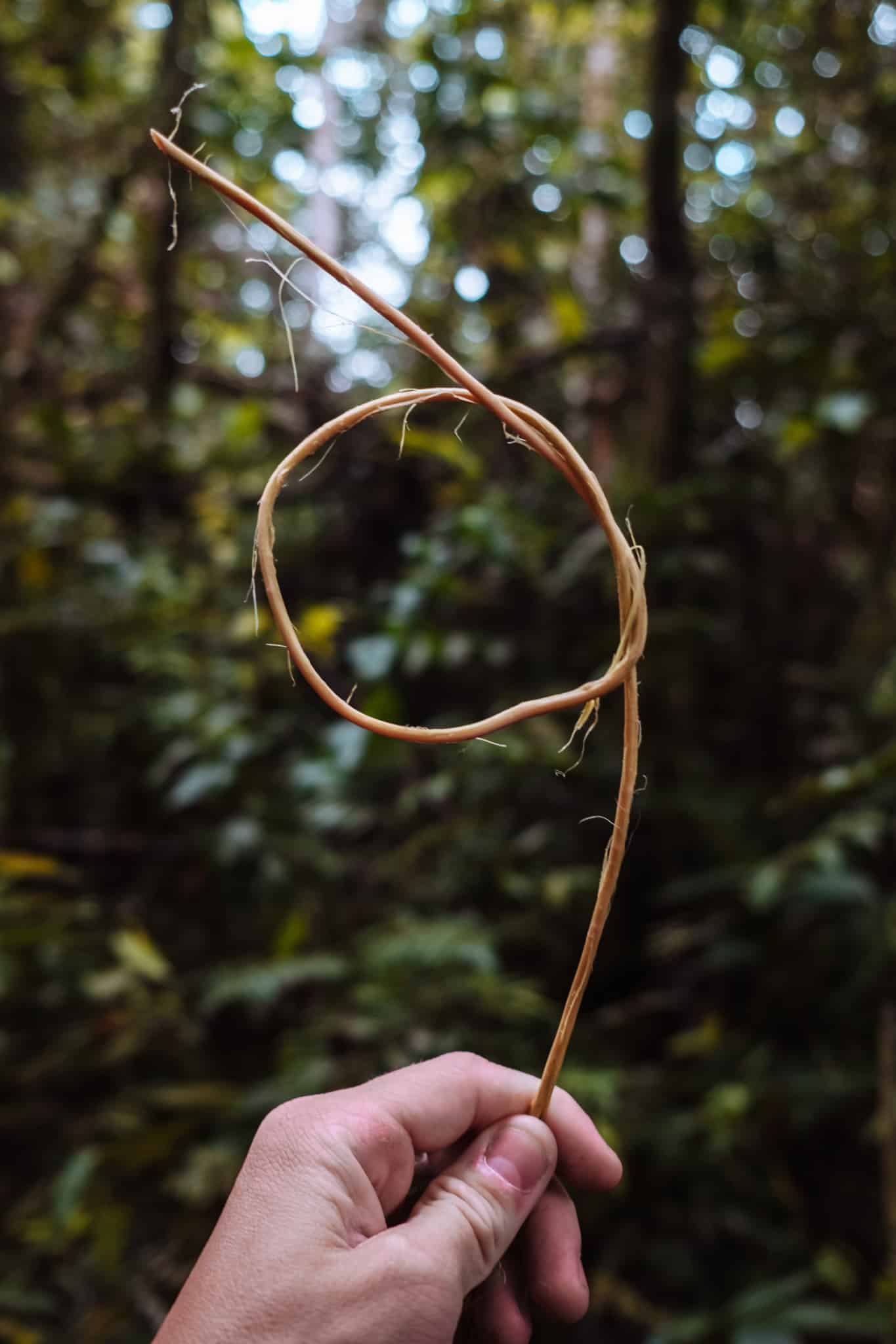 lianes jungle colombie