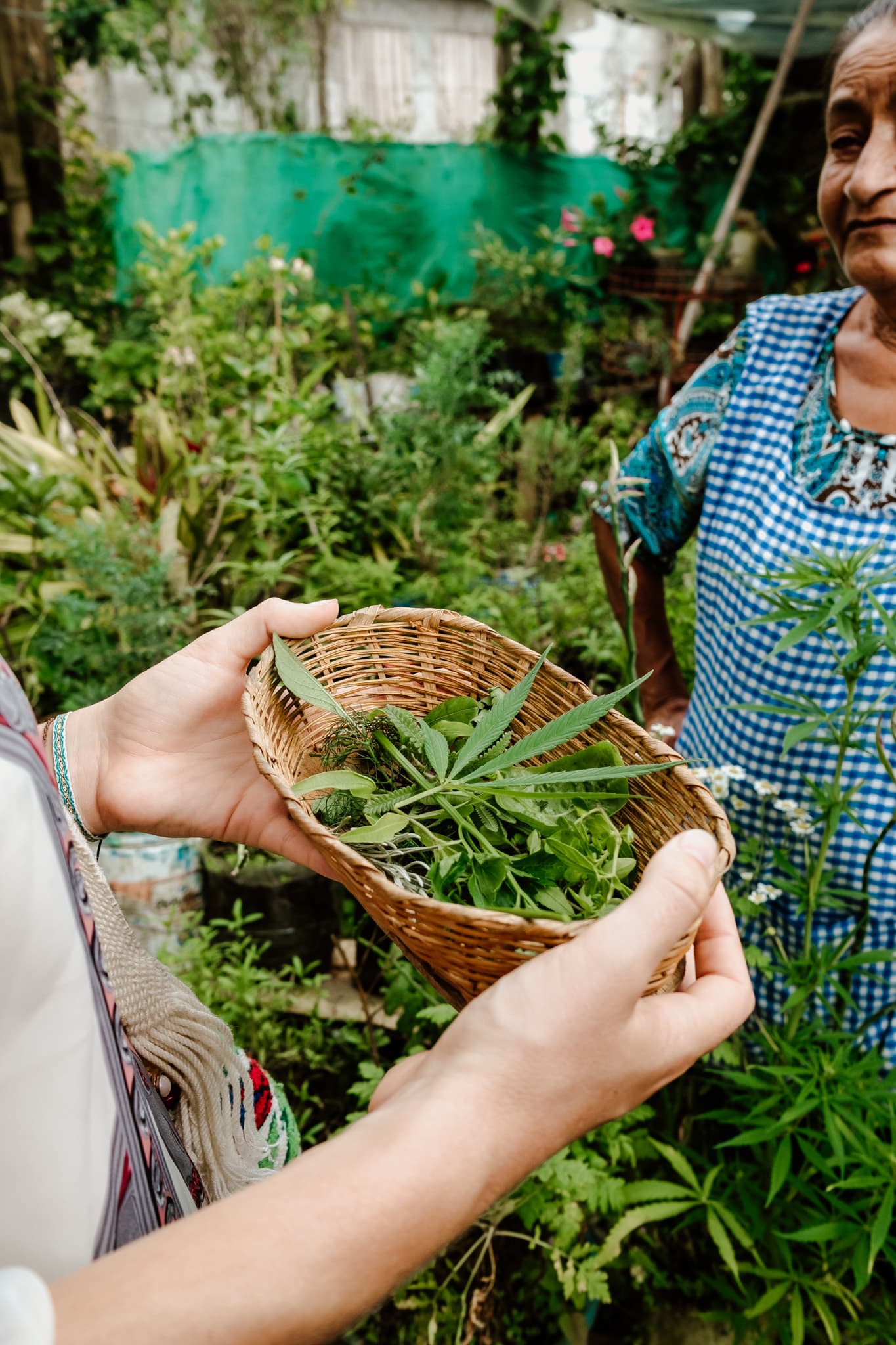 Herbes pour les infusions à El Patio, Pijao Quindio Colombie