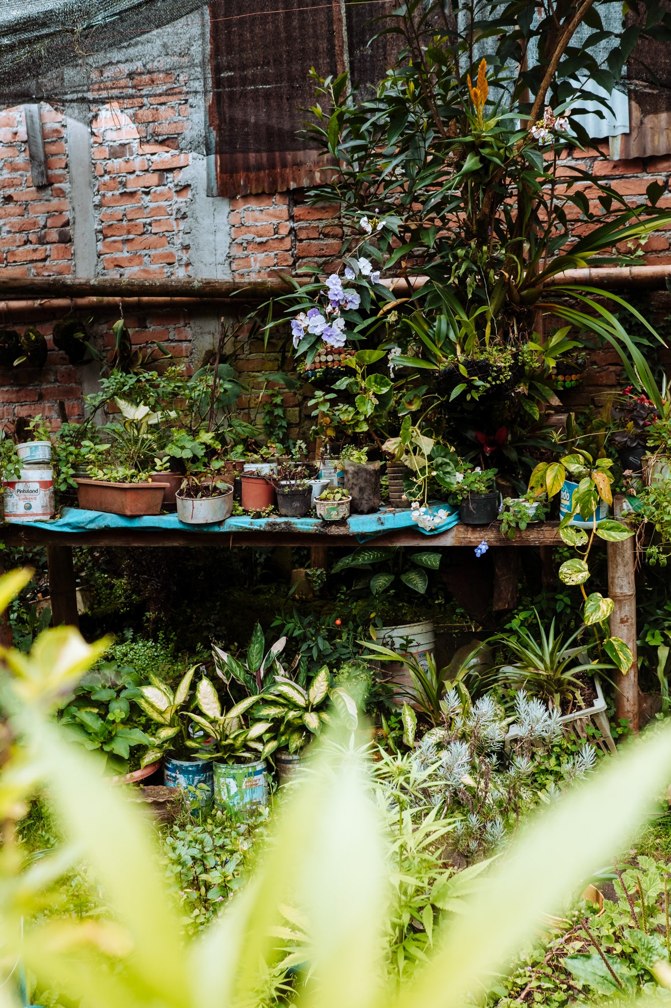 Toutes les herbes médicinales à Pijao