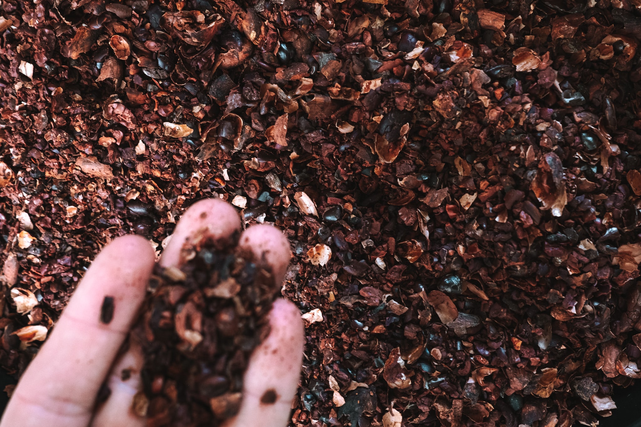 Peau du cacao après concassage