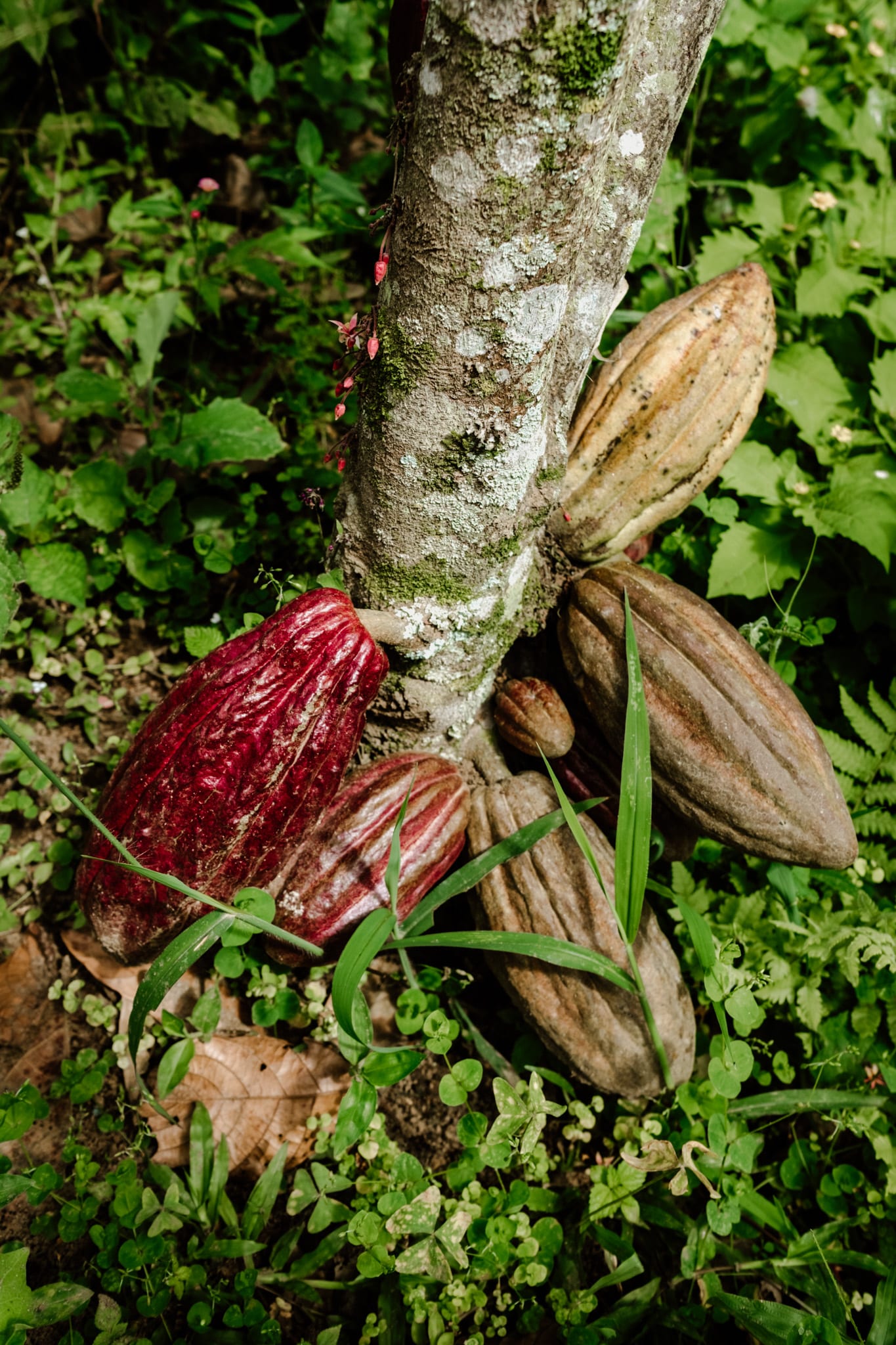 Cabosses presque mures, Quindo Colombie