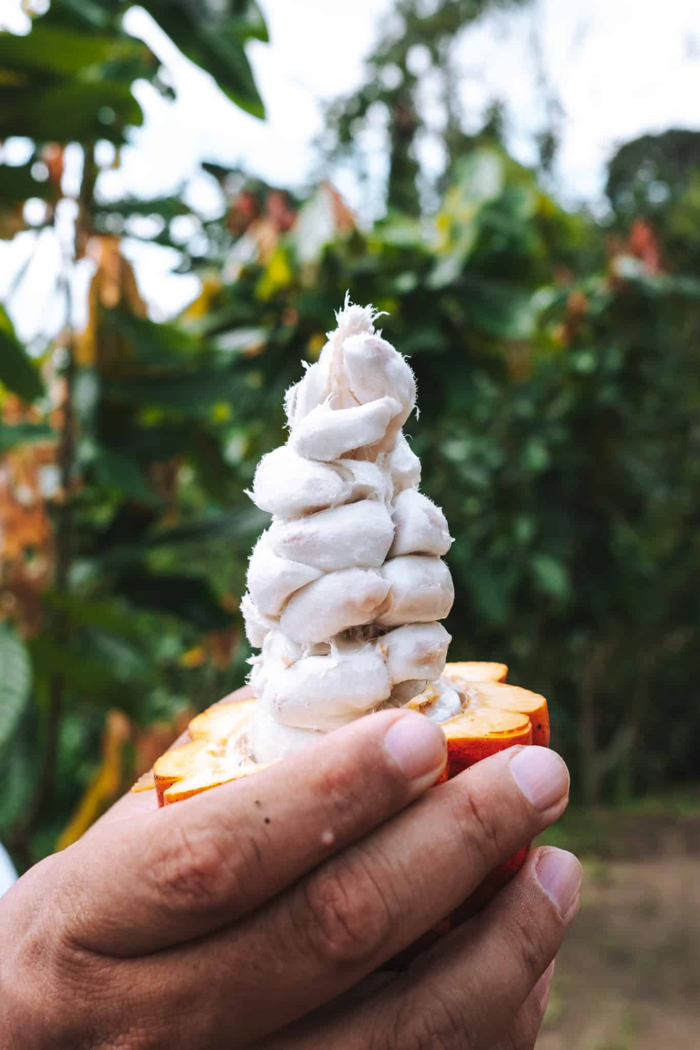 Le fruit du cacao, Quindo Colombie