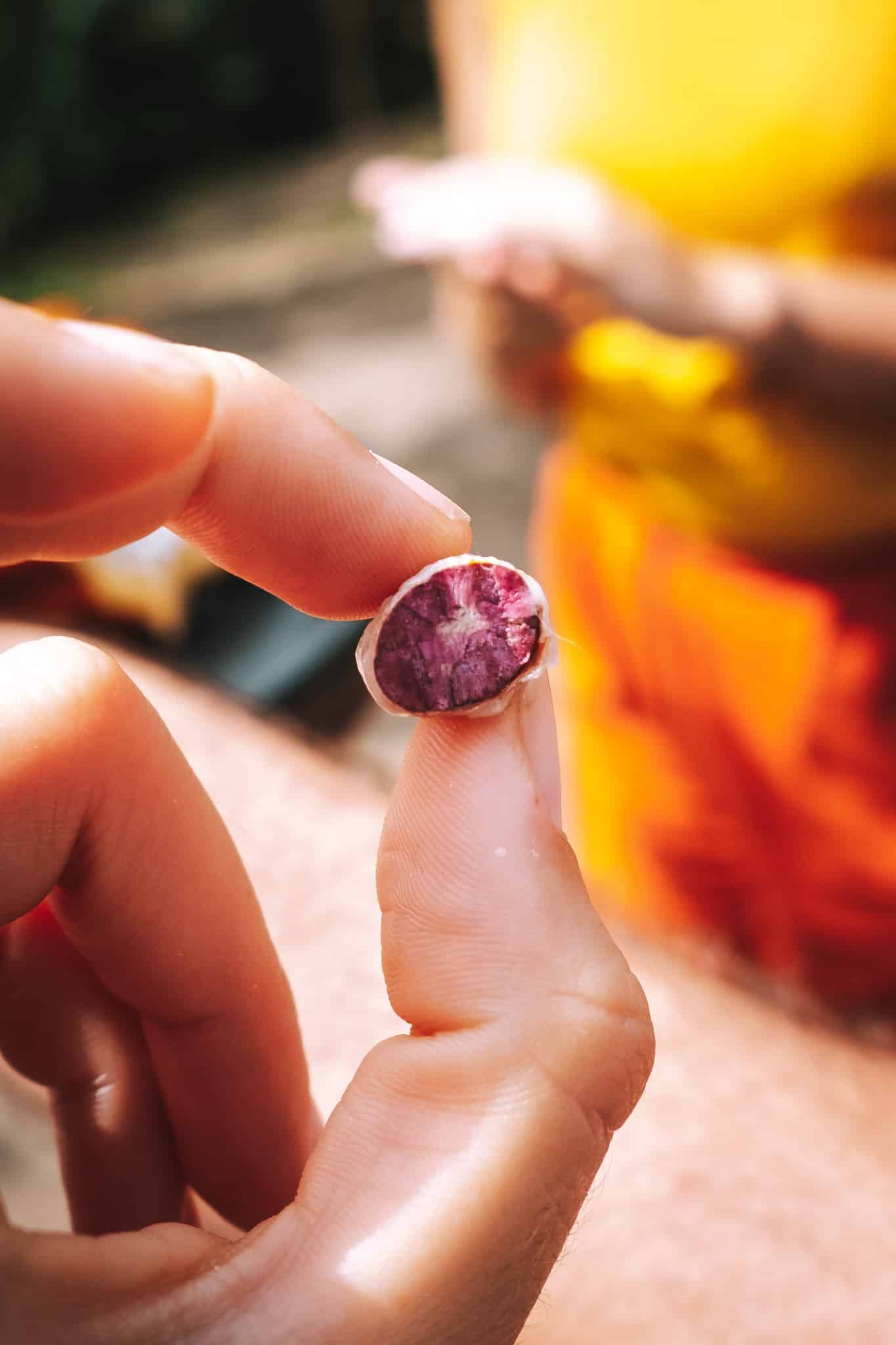 Une fève de cacao ouverte, Quindo Colombie