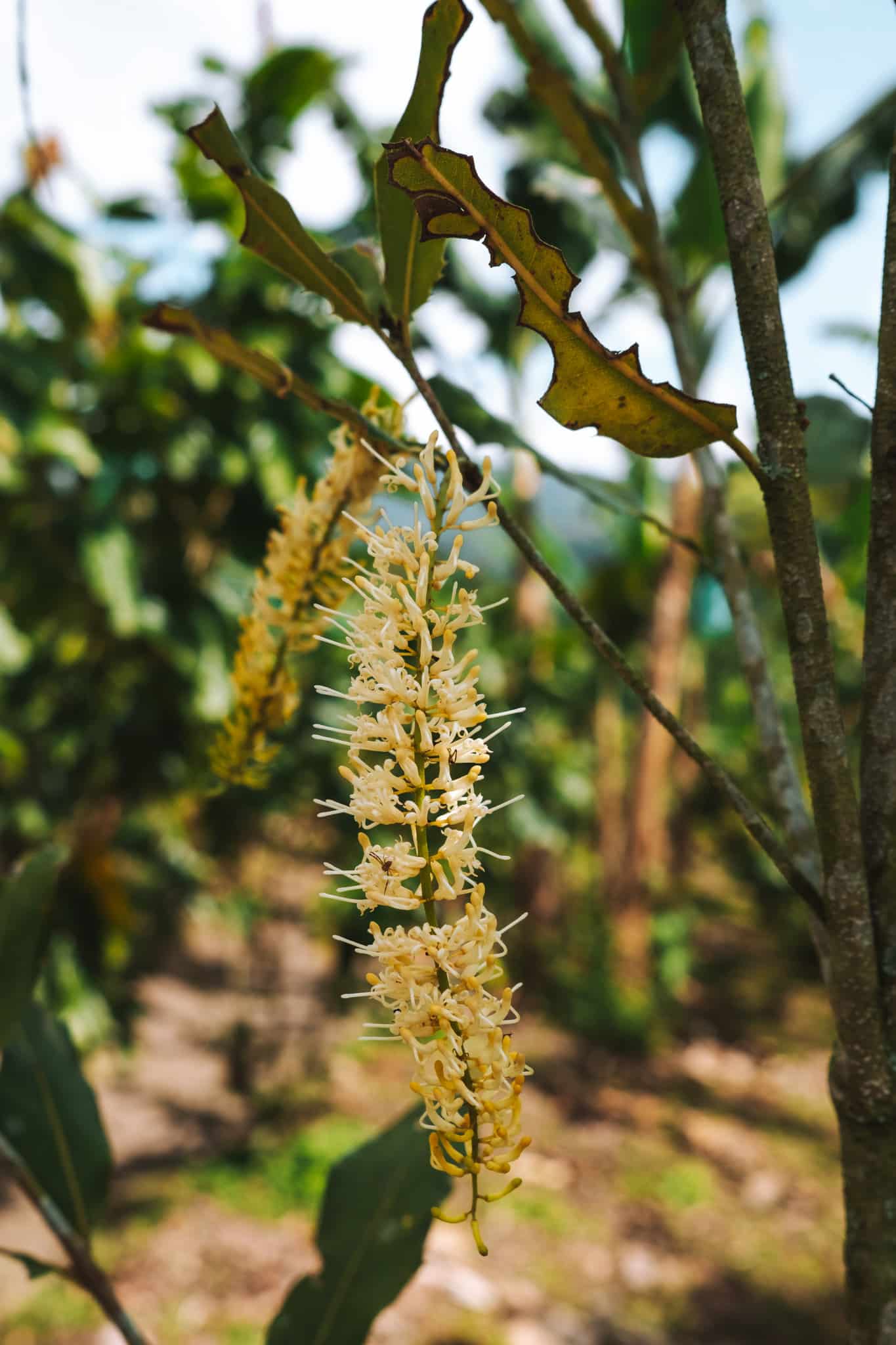 Fleurs de cacaoyer, Quindo Colombie