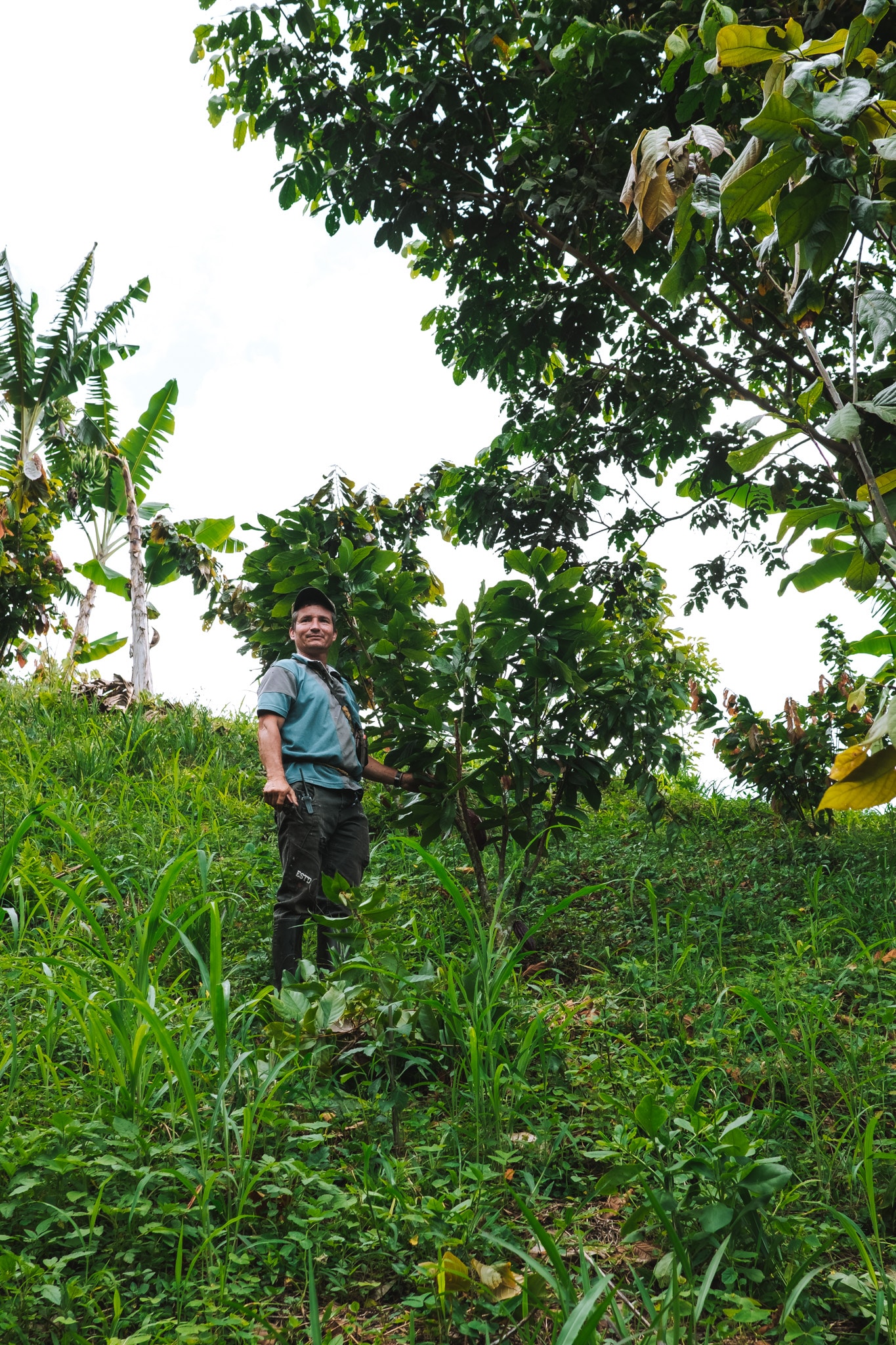 Elagage des cacaotiers, Quindo Colombie