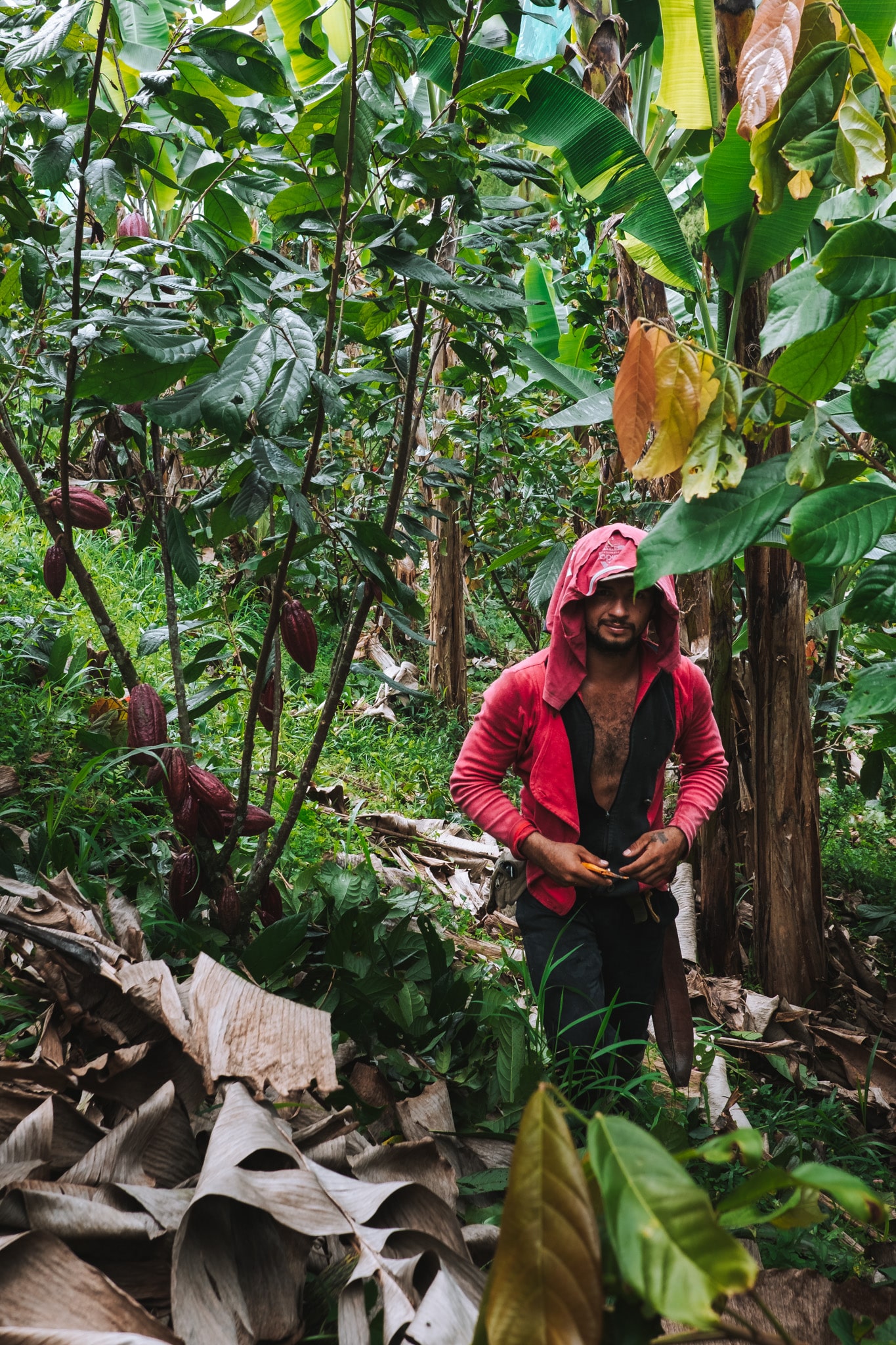 En plein travail dans la plantation de la casa rivera del cacao