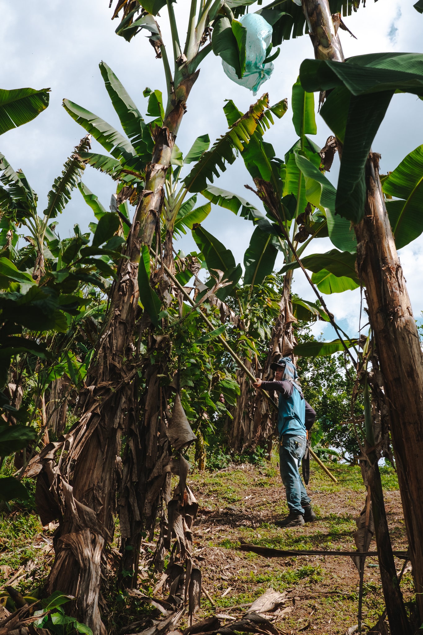 Ouvrier qui coupe un bananier, Quindo Colombie