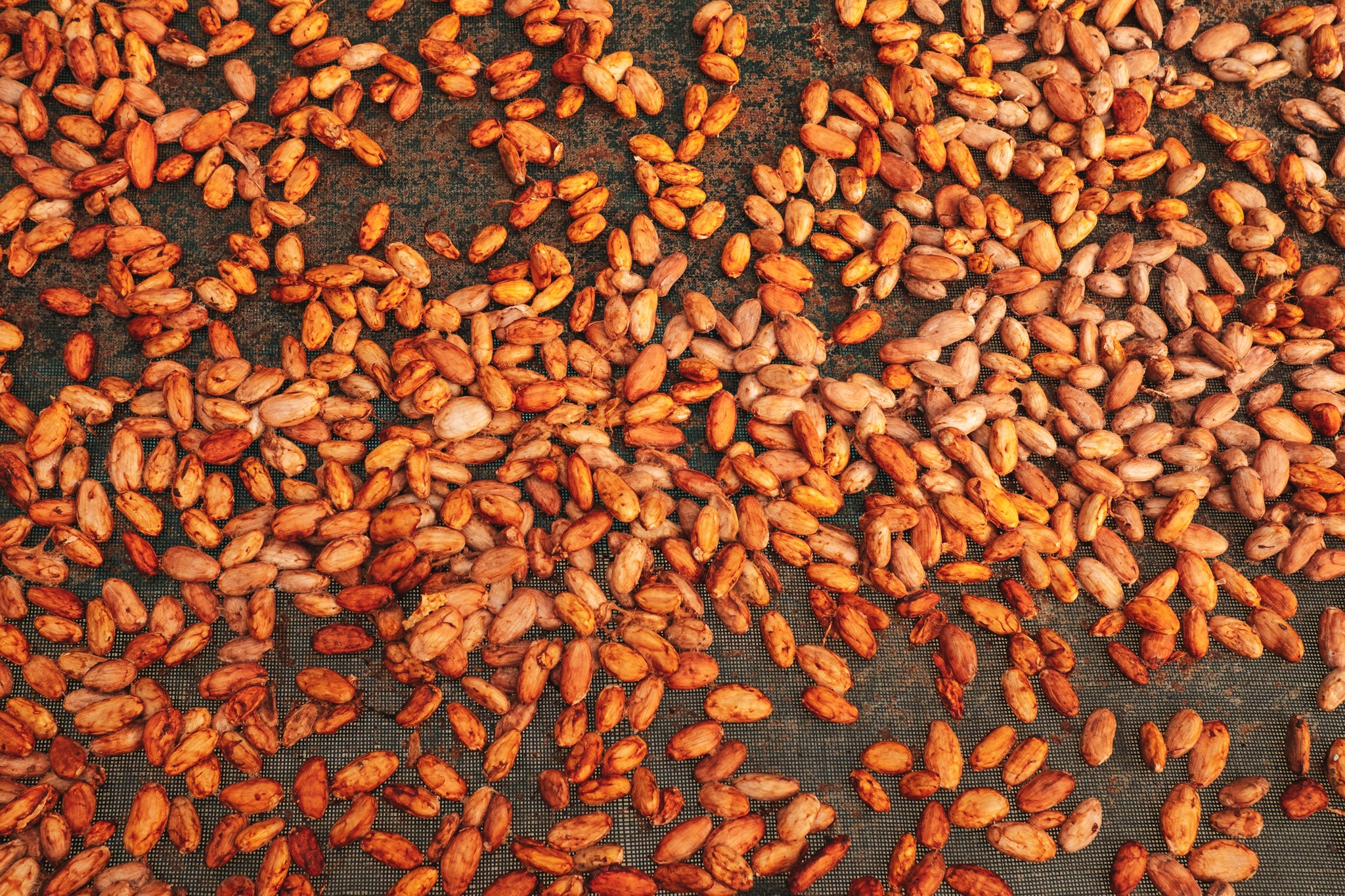 Fèves qui sèchent, Quindo Colombie