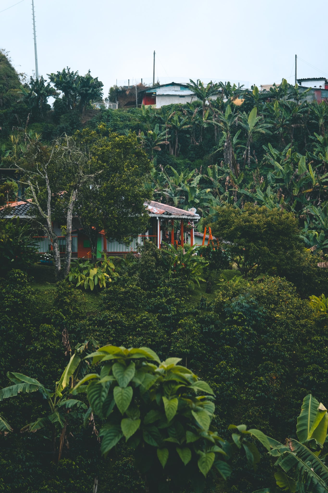 paysages eje cafetero