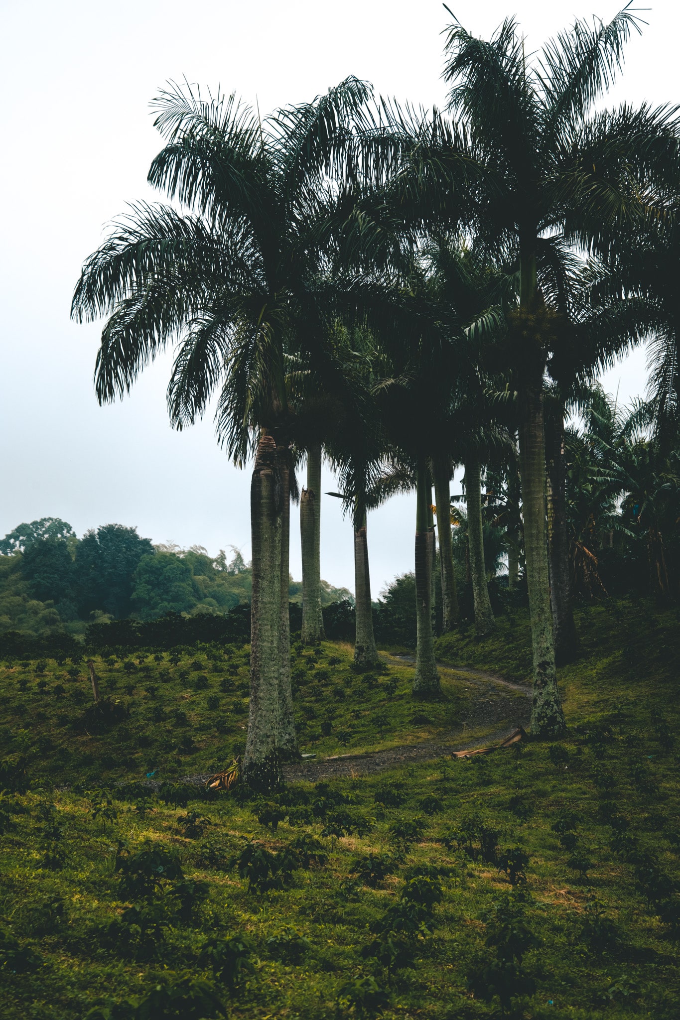 mono culture cafe eje cafetero