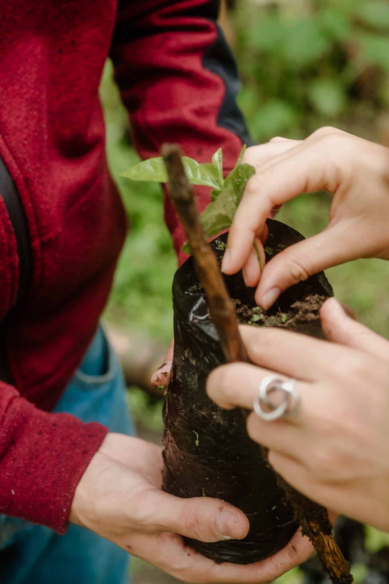 plantation cafe eje cafetero