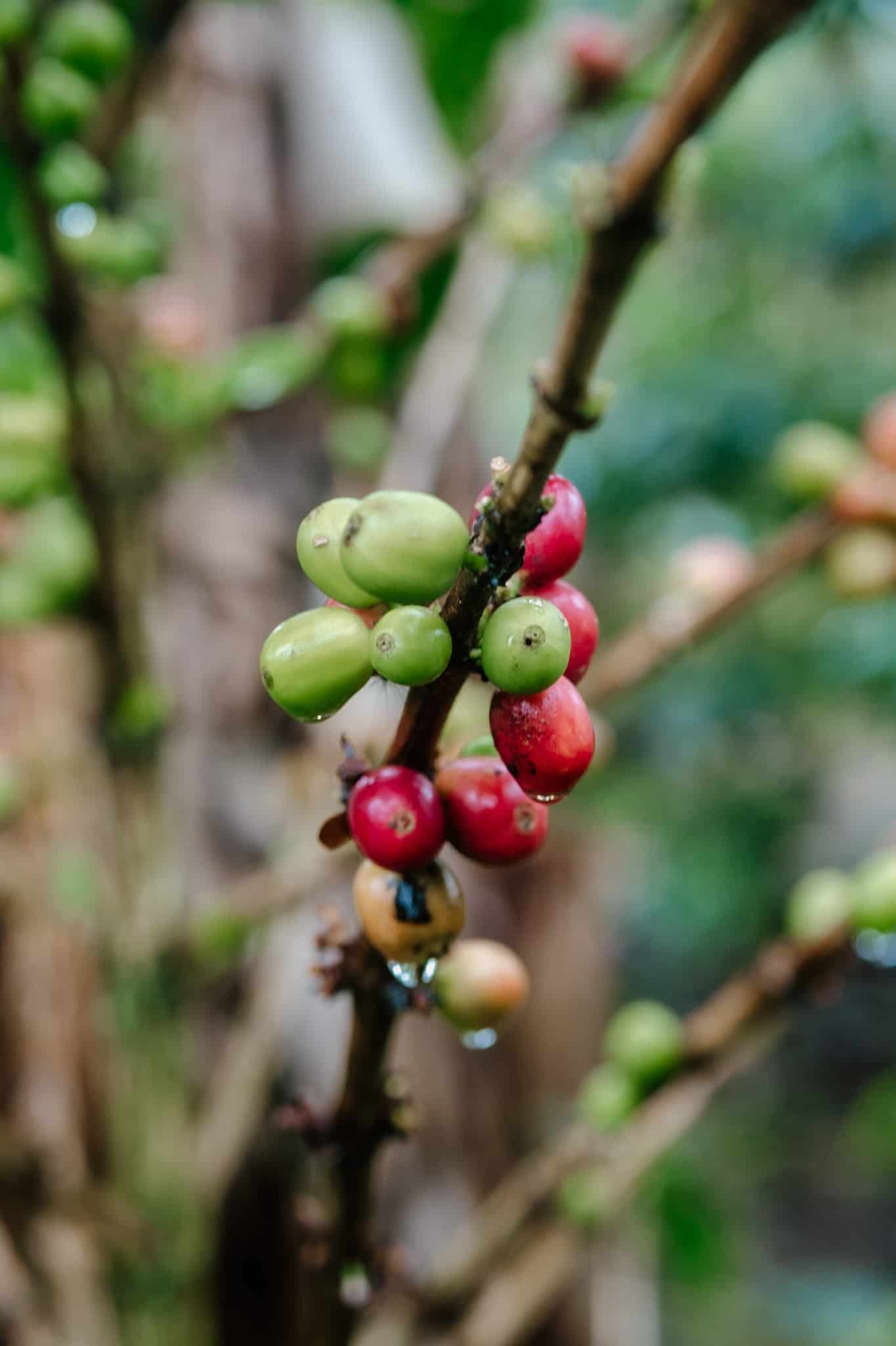 visiter finca filandia colombie
