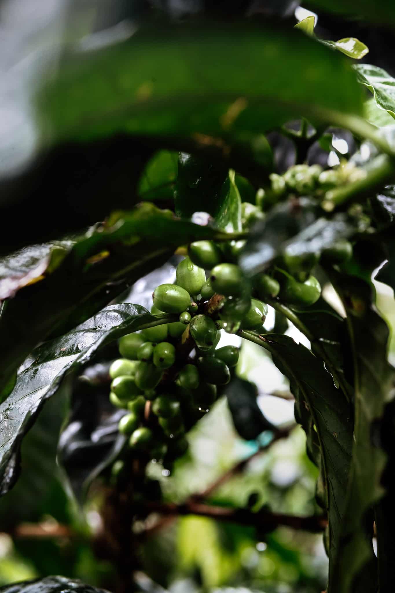 eje cafetero colombia