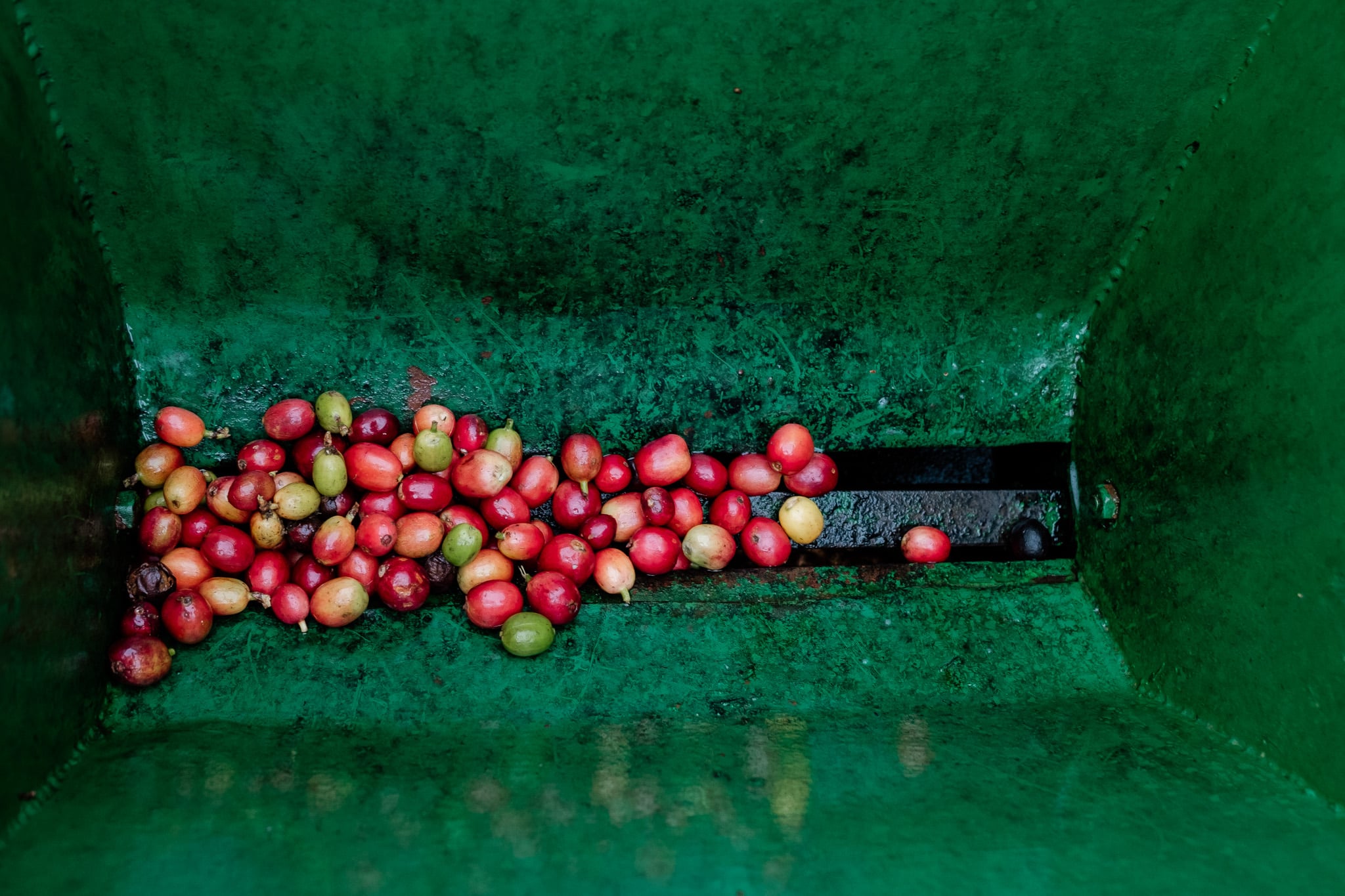 filandia colombia finca cafe