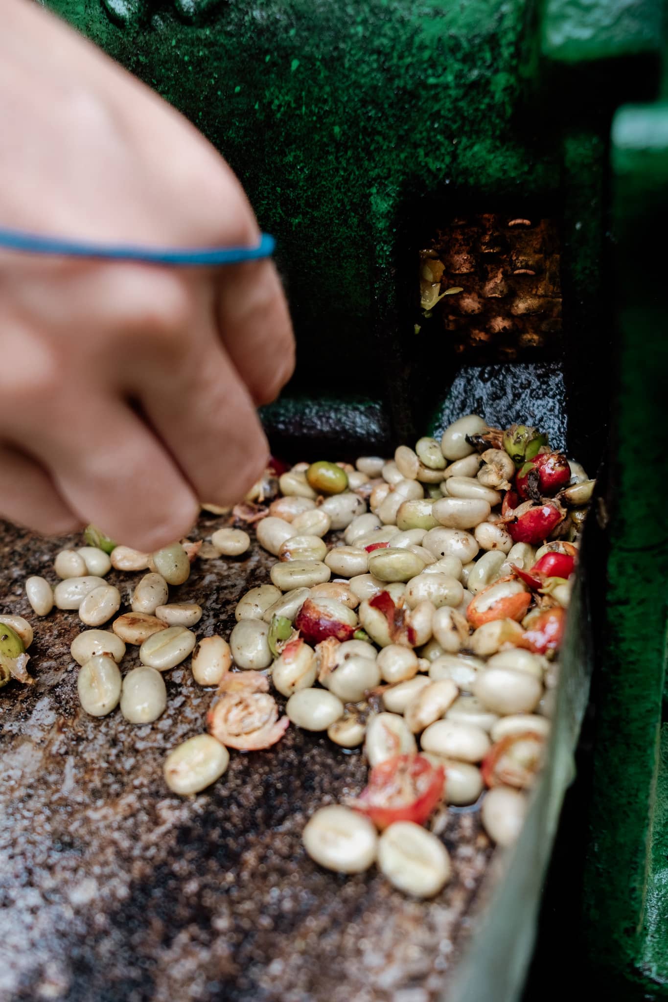 visiter finca café salento colombie