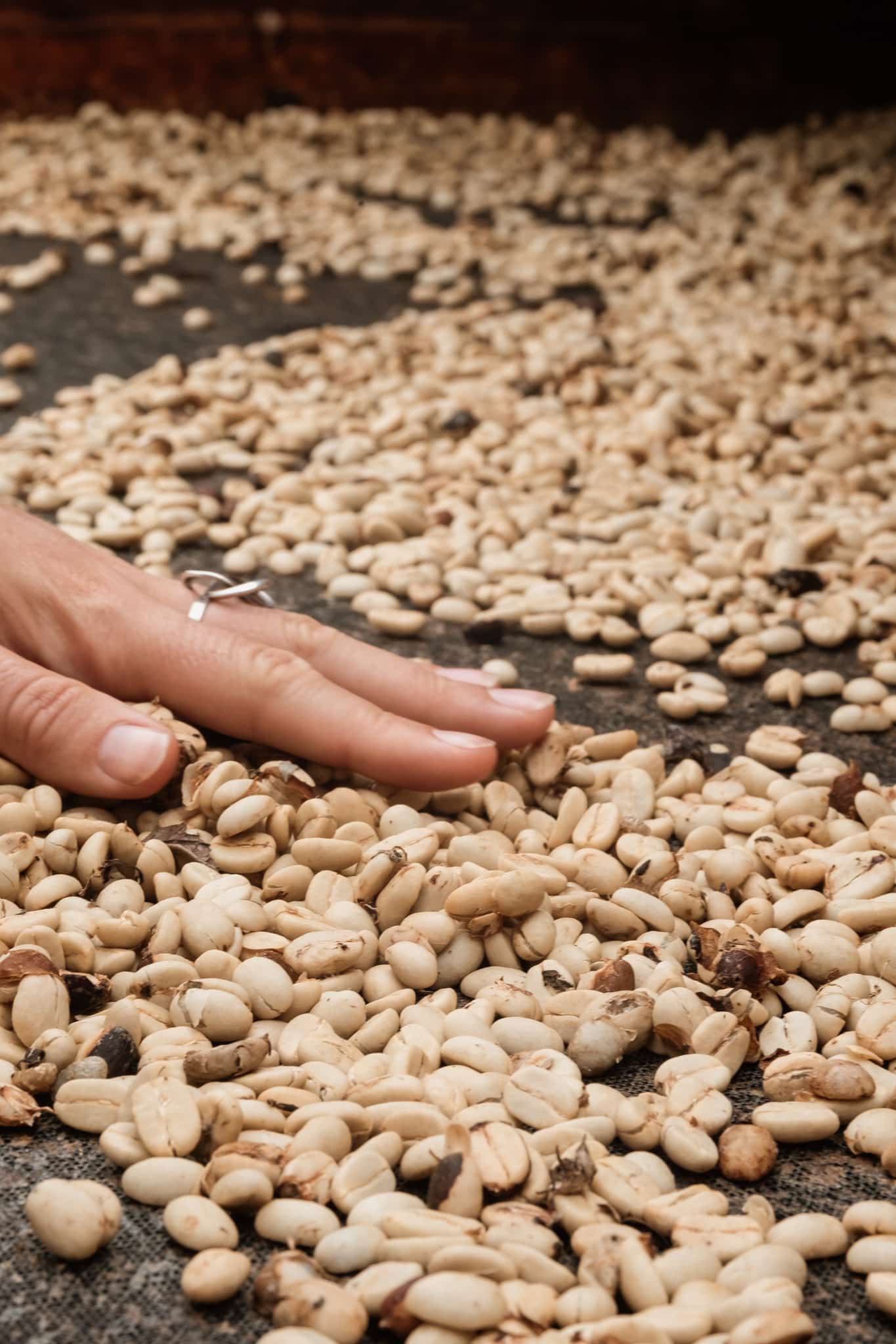 finca de café salento en colombie