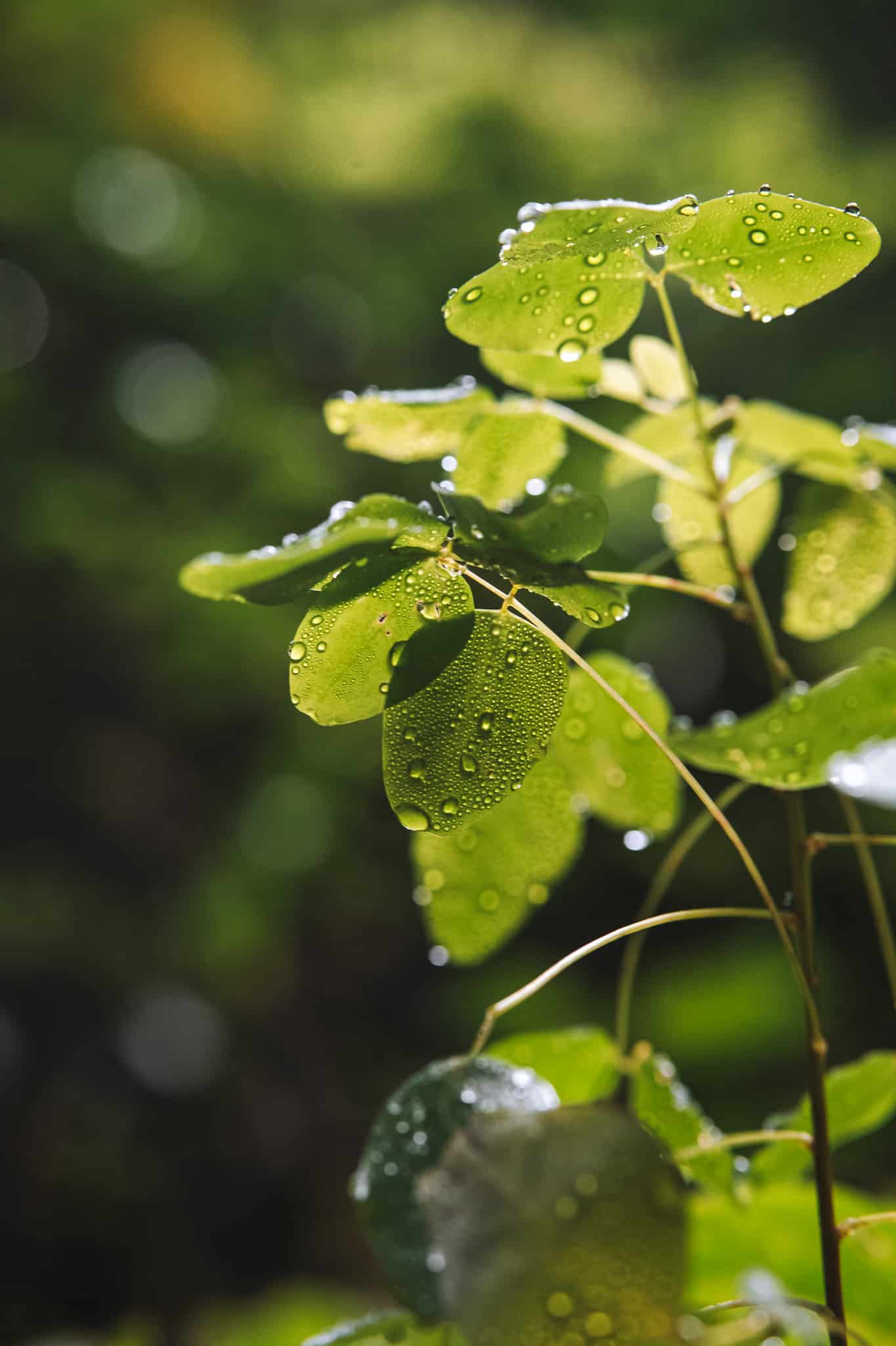 details nature reserva bremen filandia