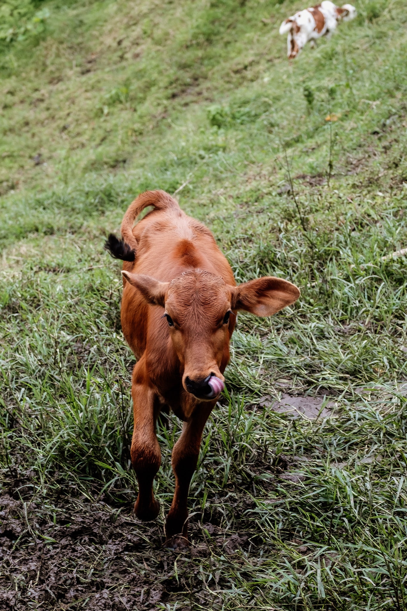 sortie velo salento colombie