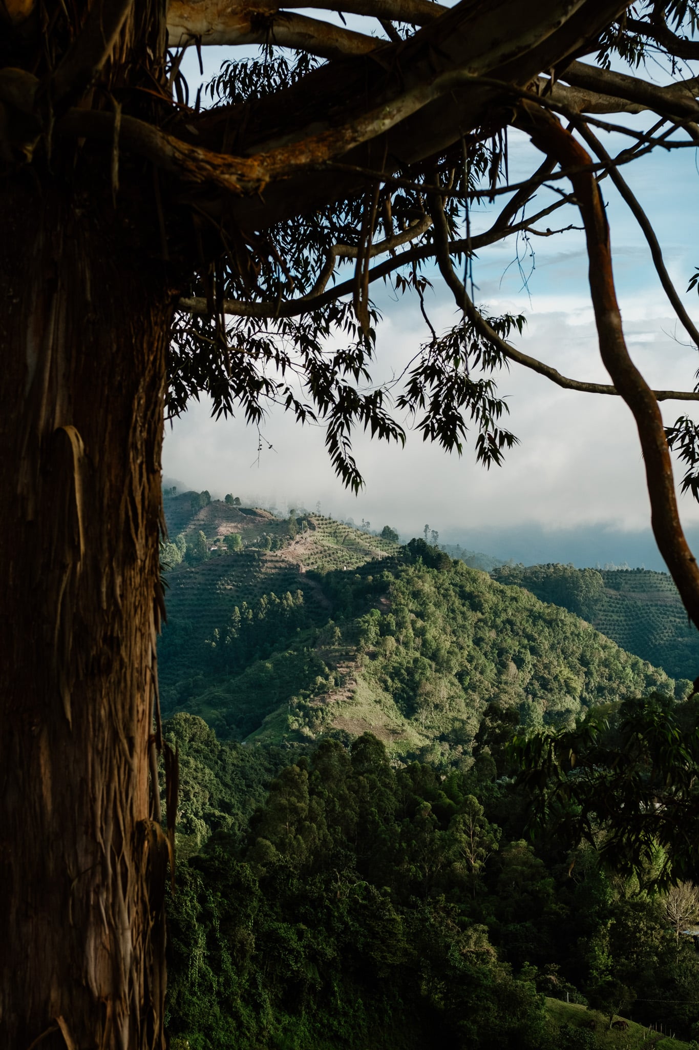 terrasses de cafe eje cafetero salento