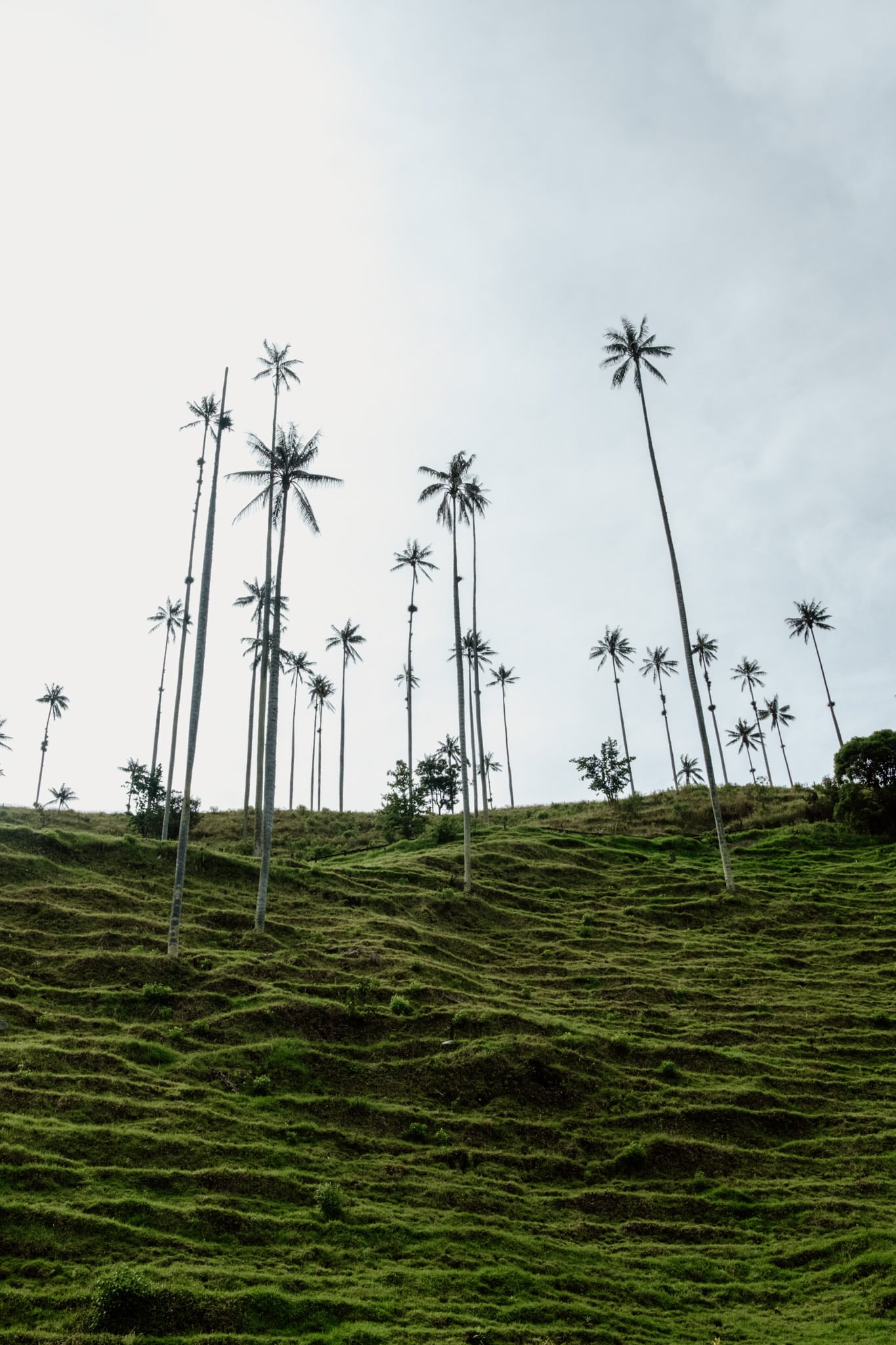 visiter cocora depuis salento en colombie