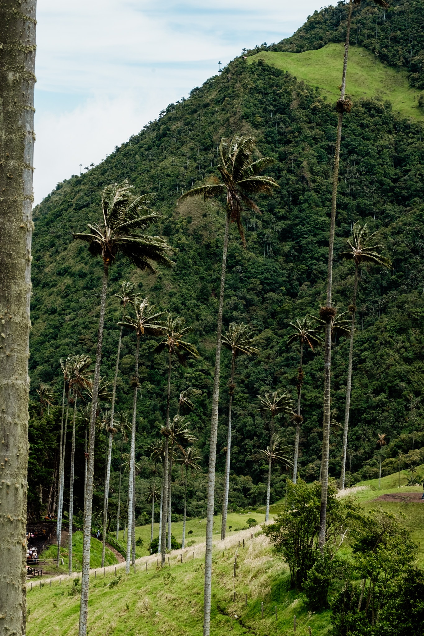 portait de palmier cocora colombie
