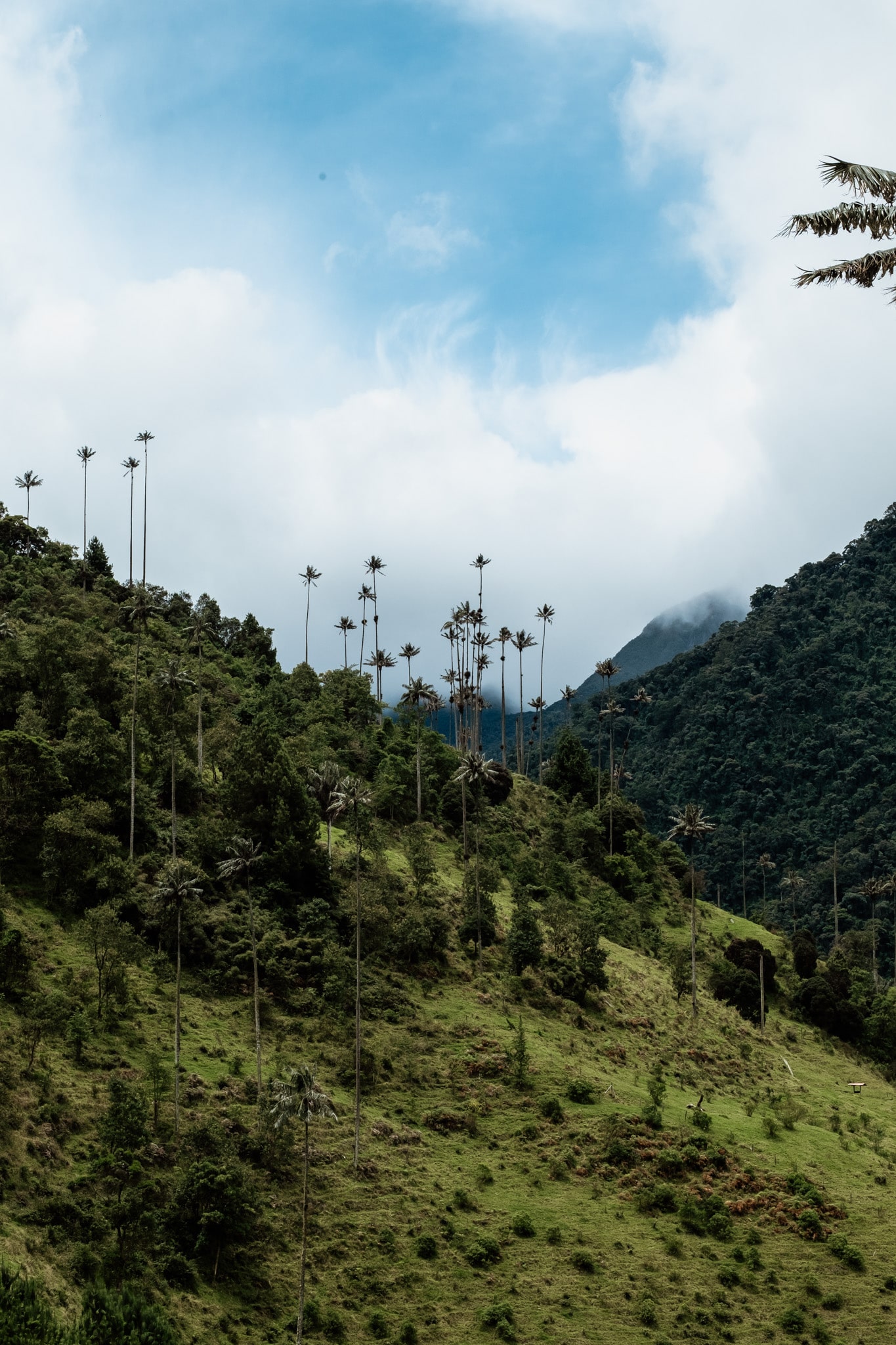 cocora salento colombie