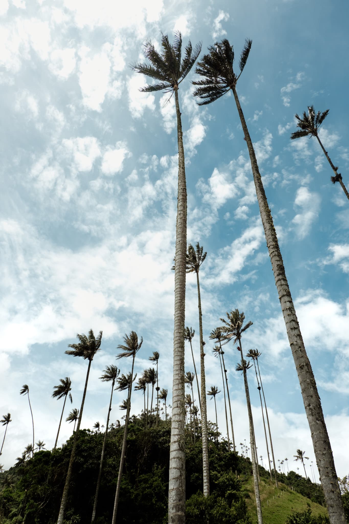 palmier de cire colombie