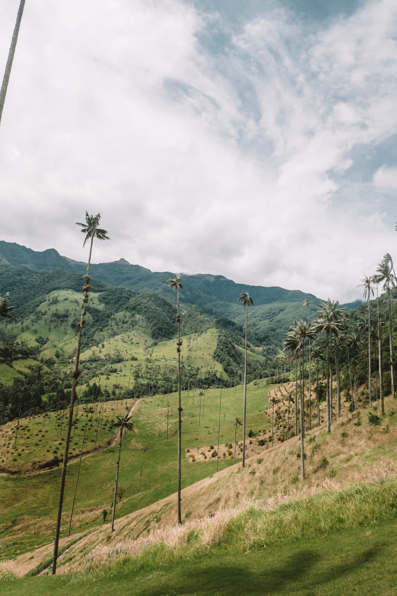 randonnee cocora salento