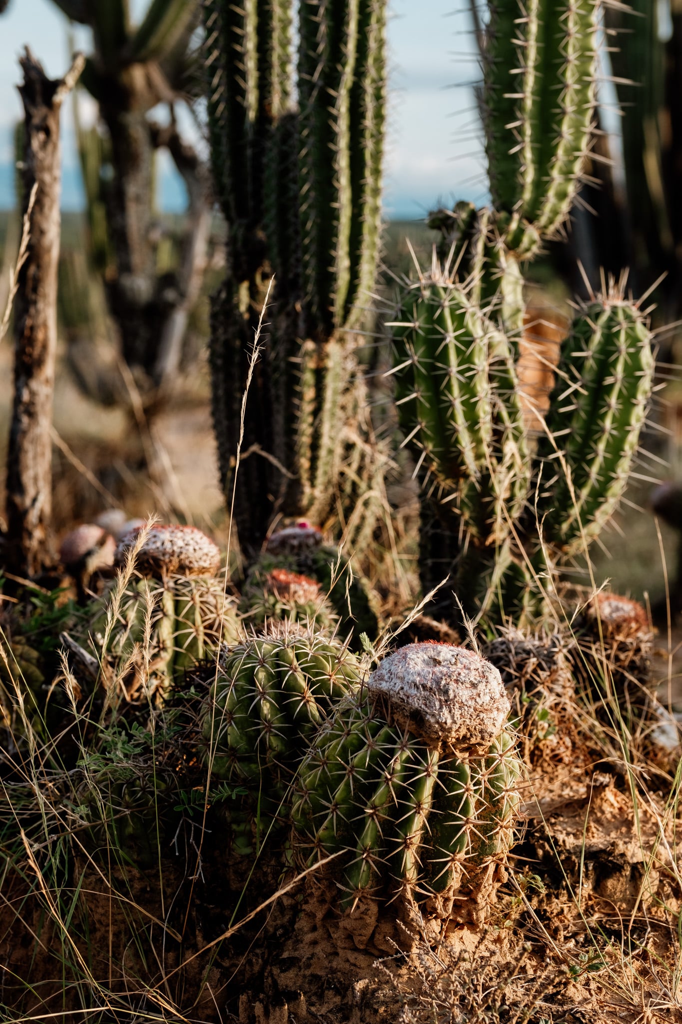 cactus desert Tatacoa