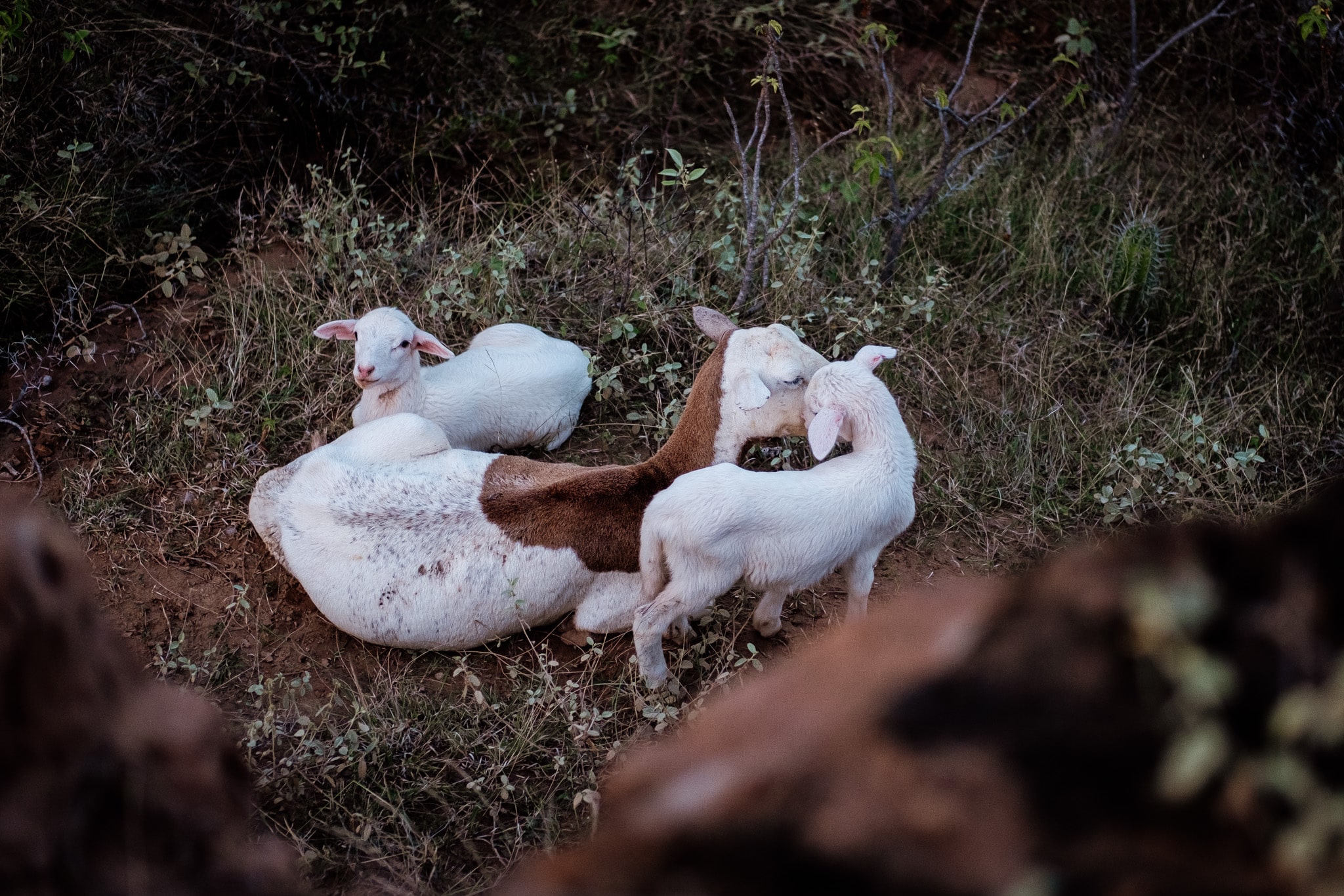 chèvres desert tatacoa mignon