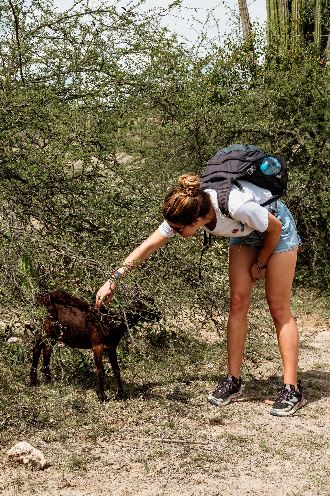 voir des chevres desert tatacoa