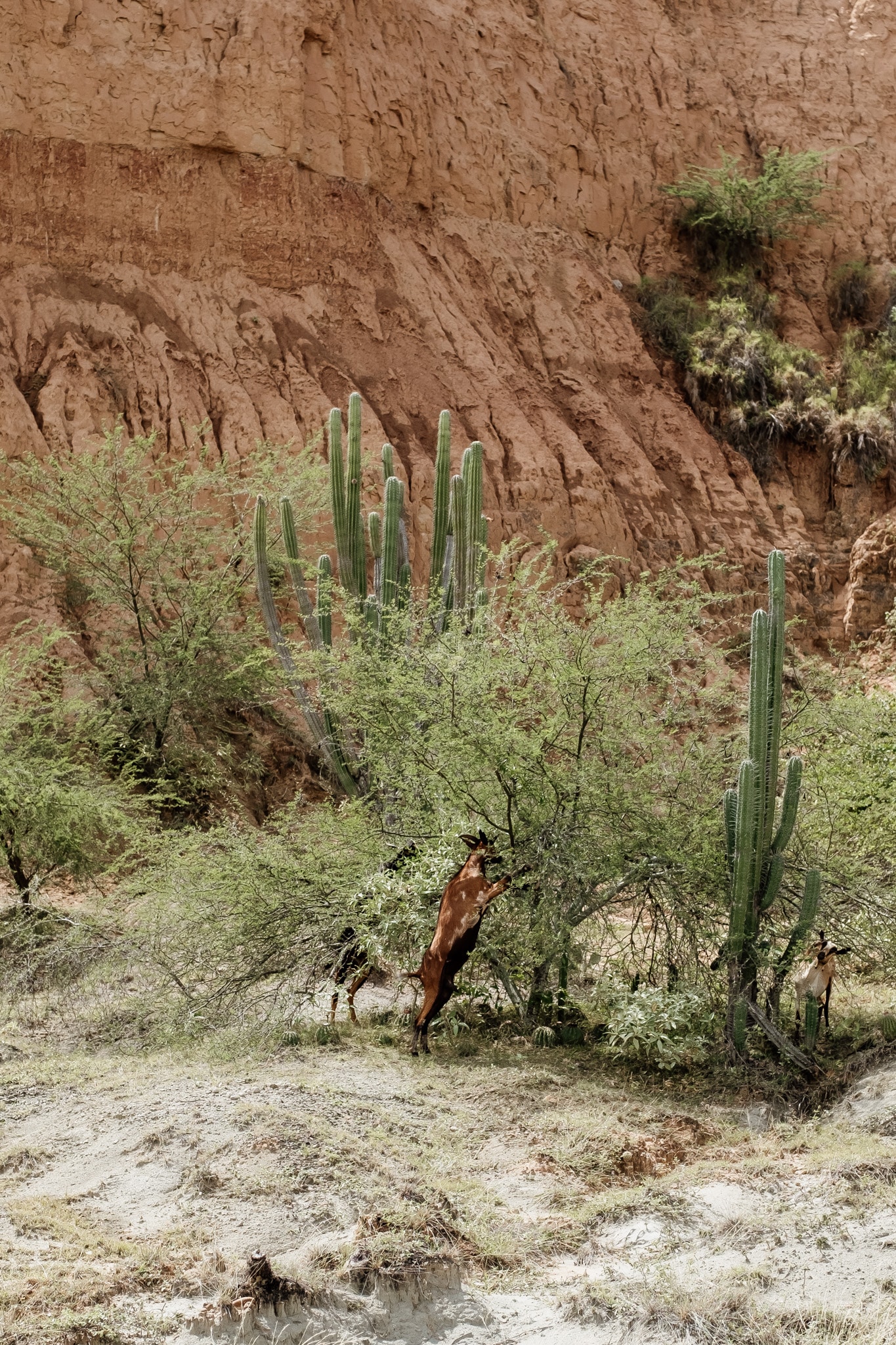 chèvres desert tatacoa
