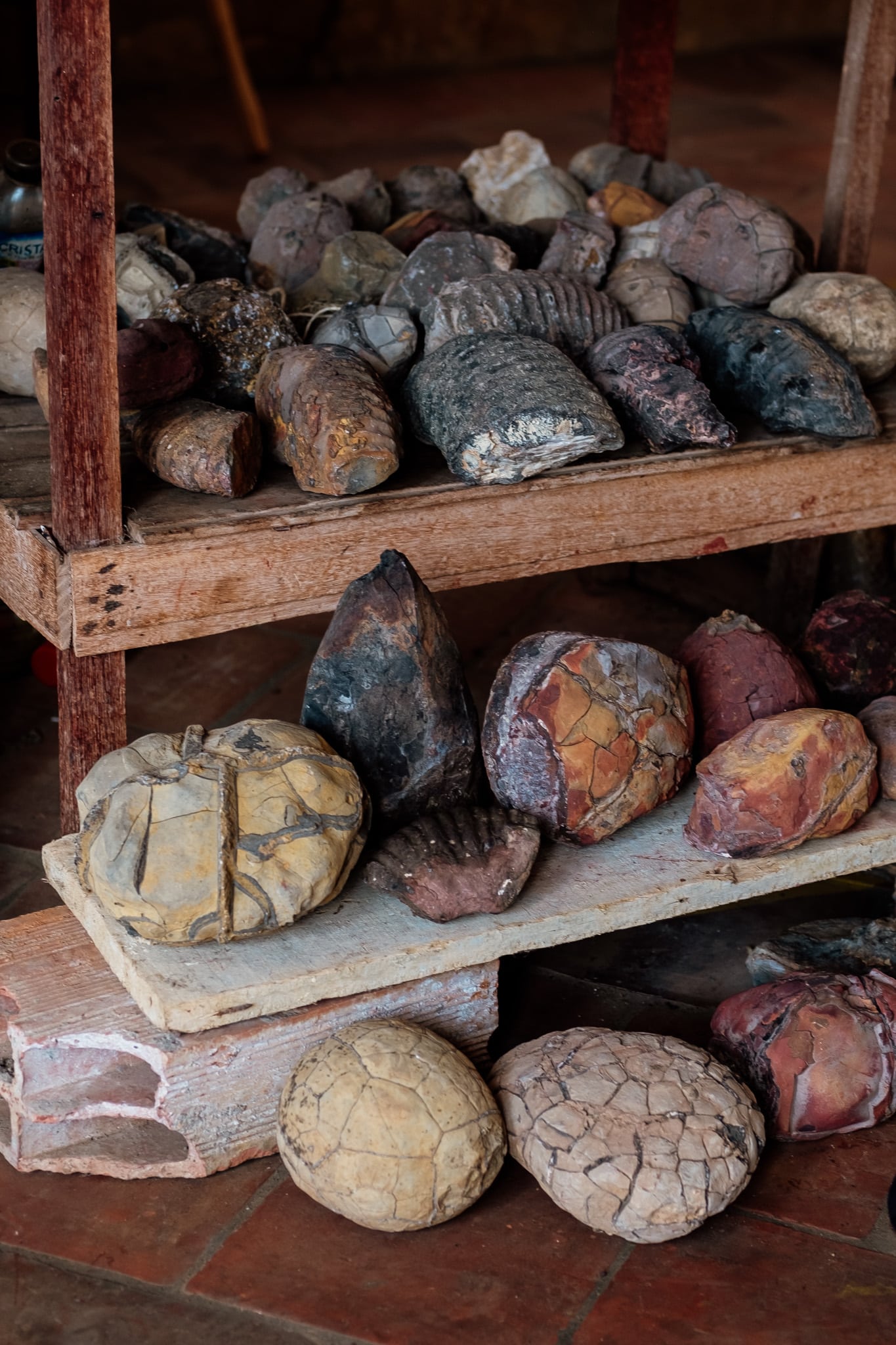 fossiles guane colombie